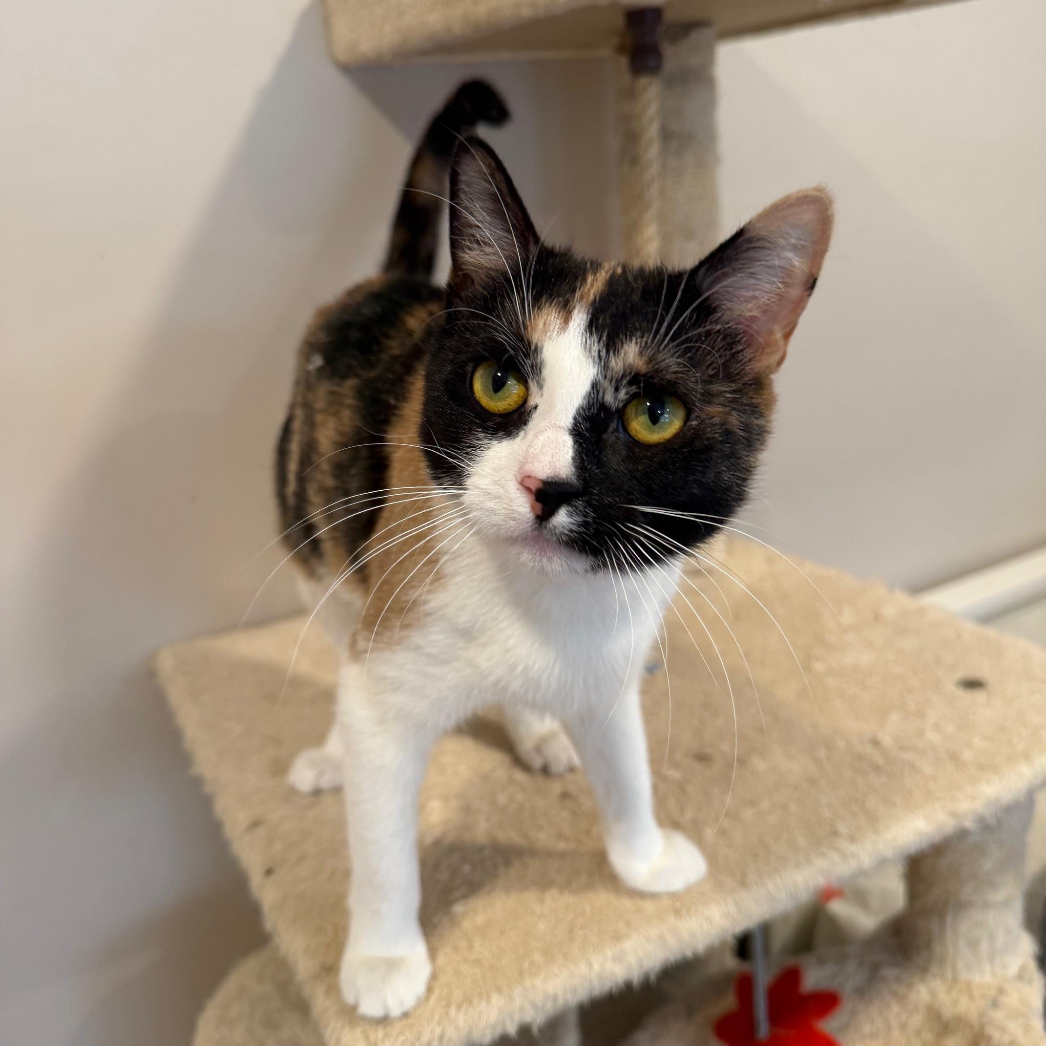 Enlarge Mama , a ADOPTABLE Domestic Short Hair in Fairfield, CT image 2/5