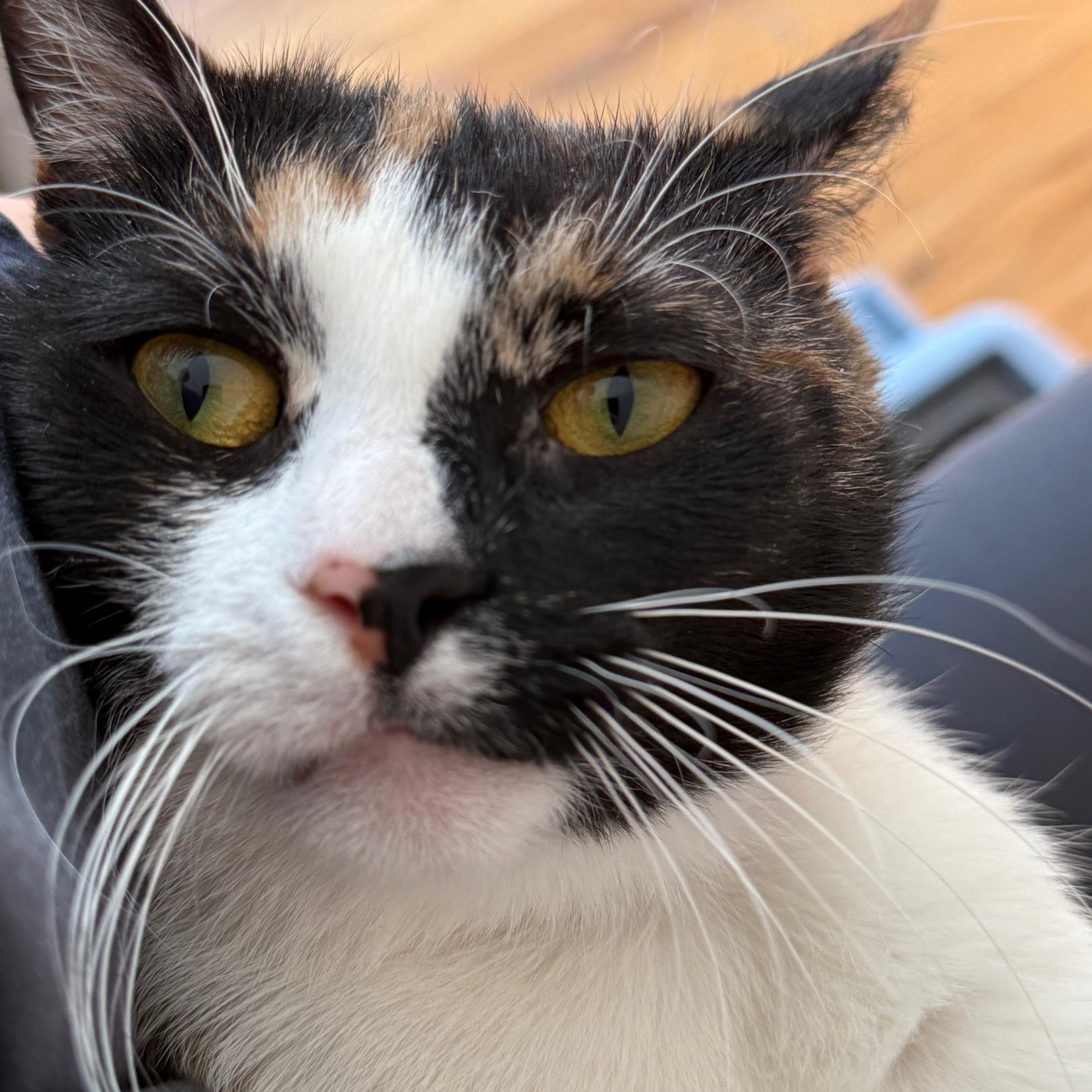 Enlarge Mama , a ADOPTABLE Domestic Short Hair in Fairfield, CT image 5/5