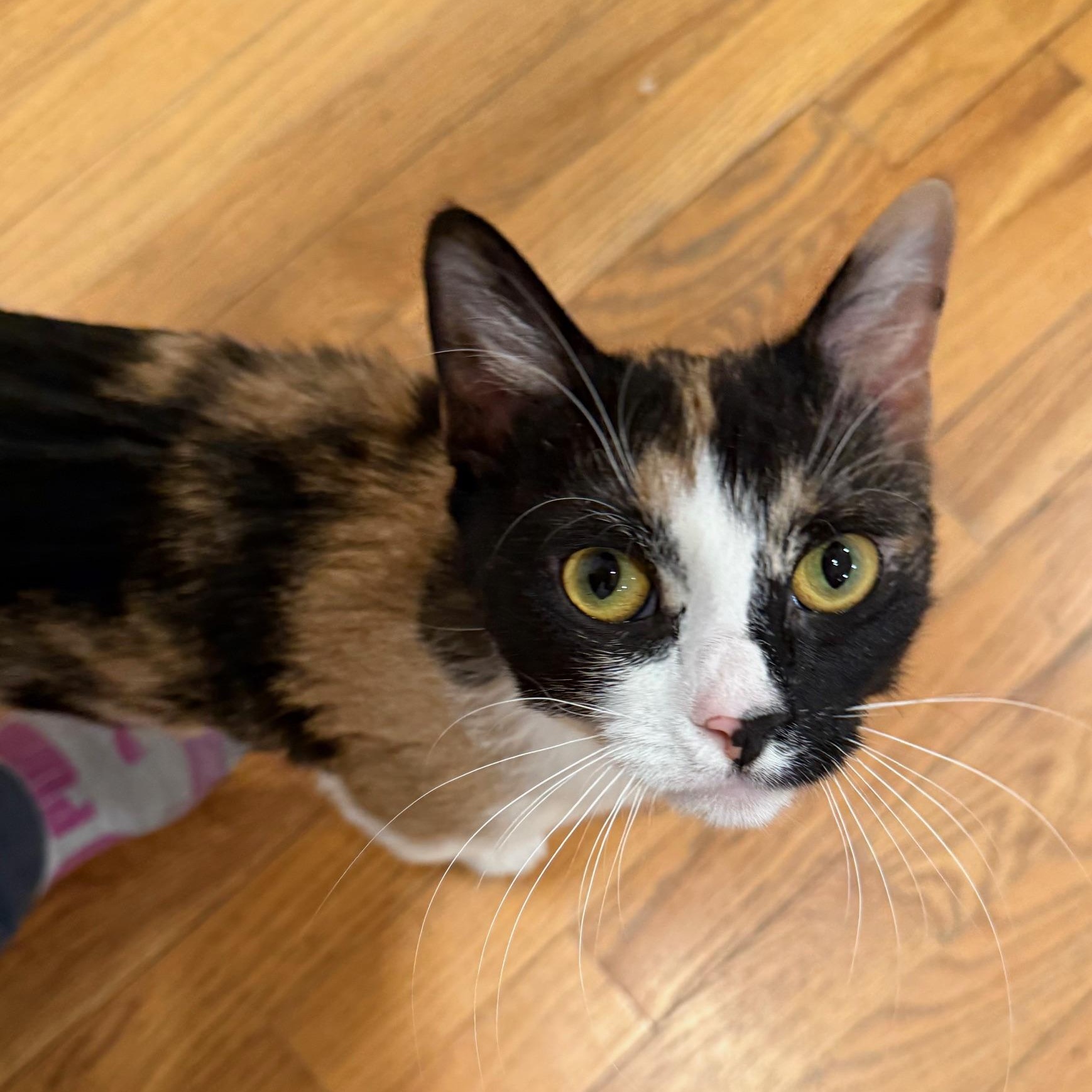 Enlarge Mama , a ADOPTABLE Domestic Short Hair in Fairfield, CT image 3/5