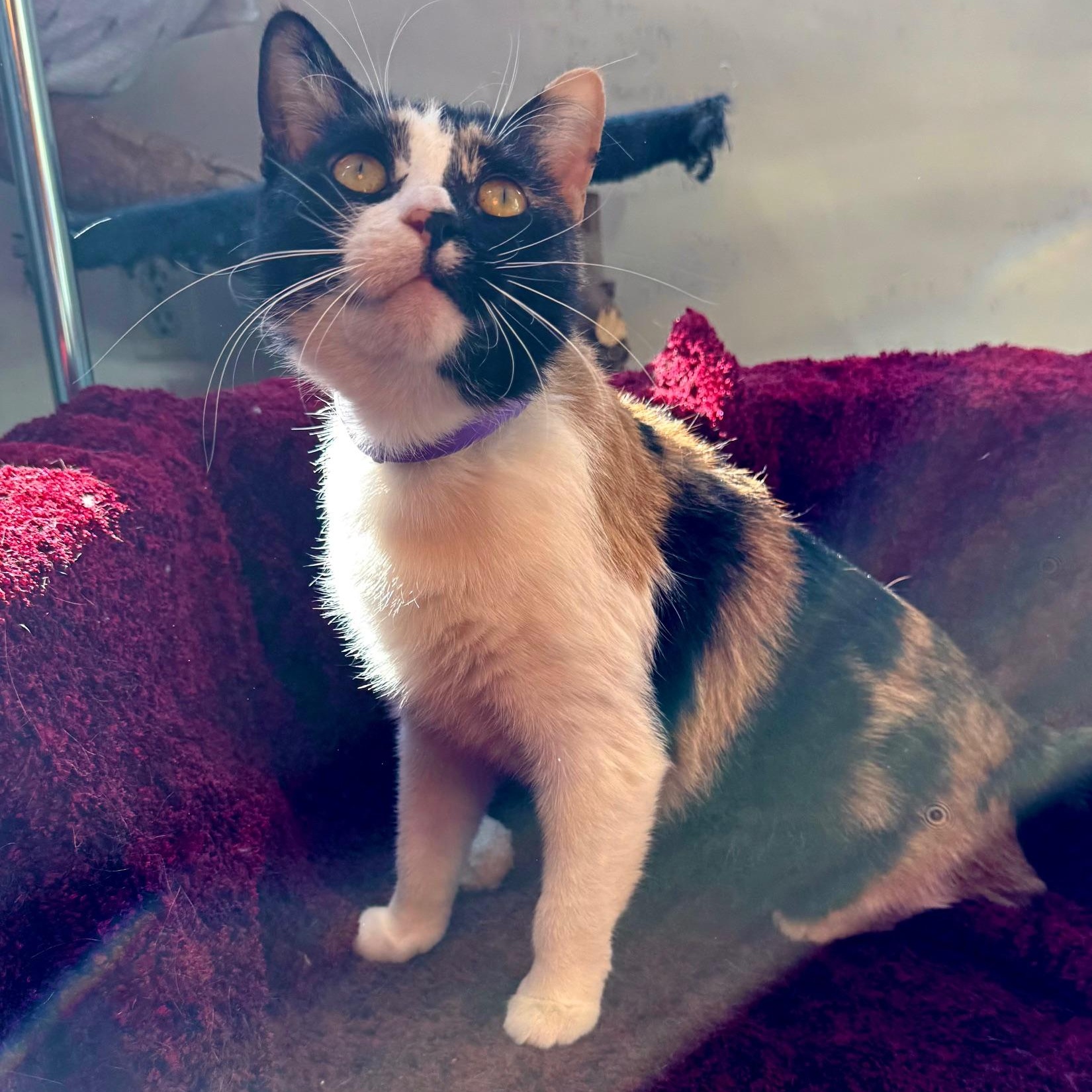 Enlarge Mama , a ADOPTABLE Domestic Short Hair in Fairfield, CT image 4/5