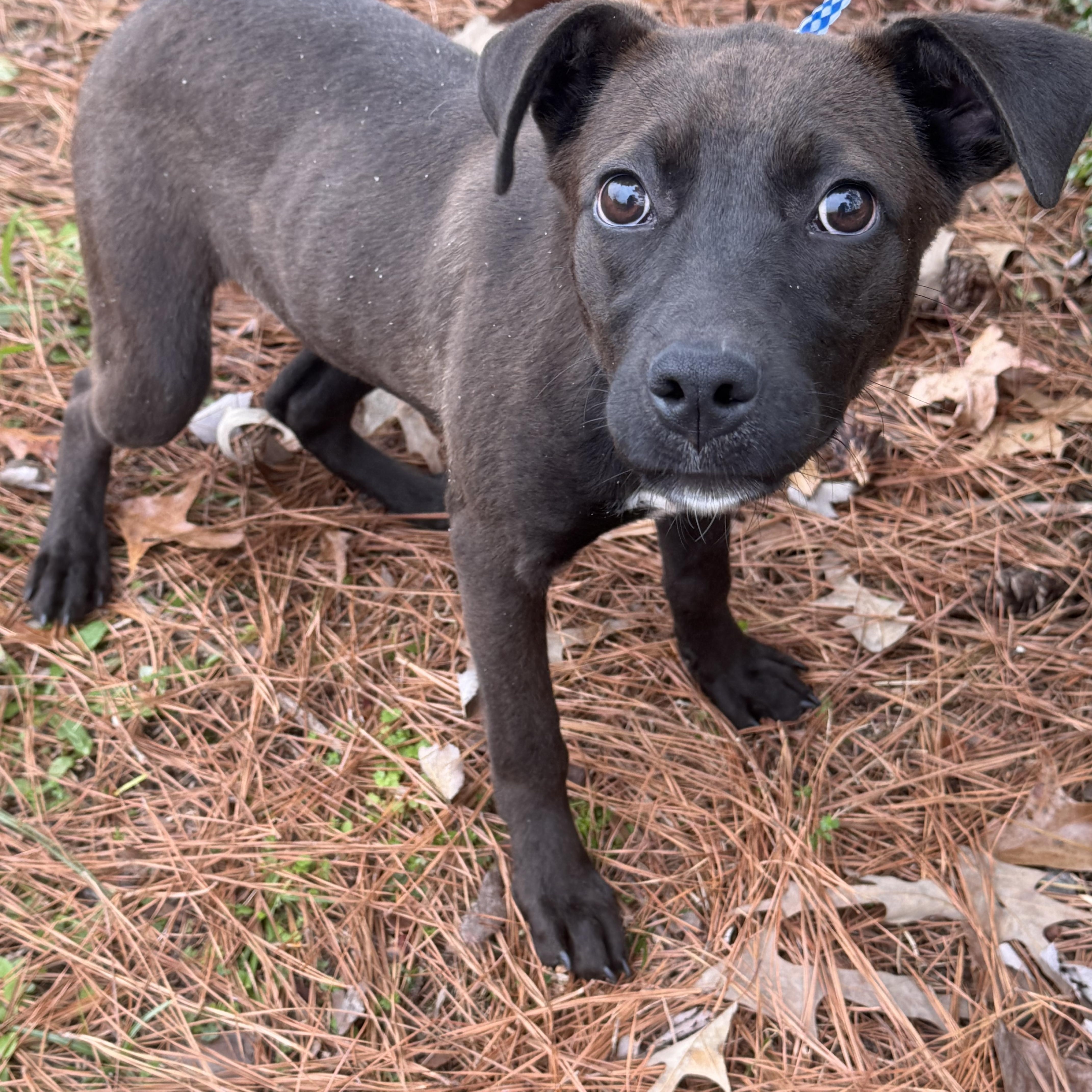 Enlarge Poppy, a Adoptable mixed breed in Roscoe, IL image 2/5