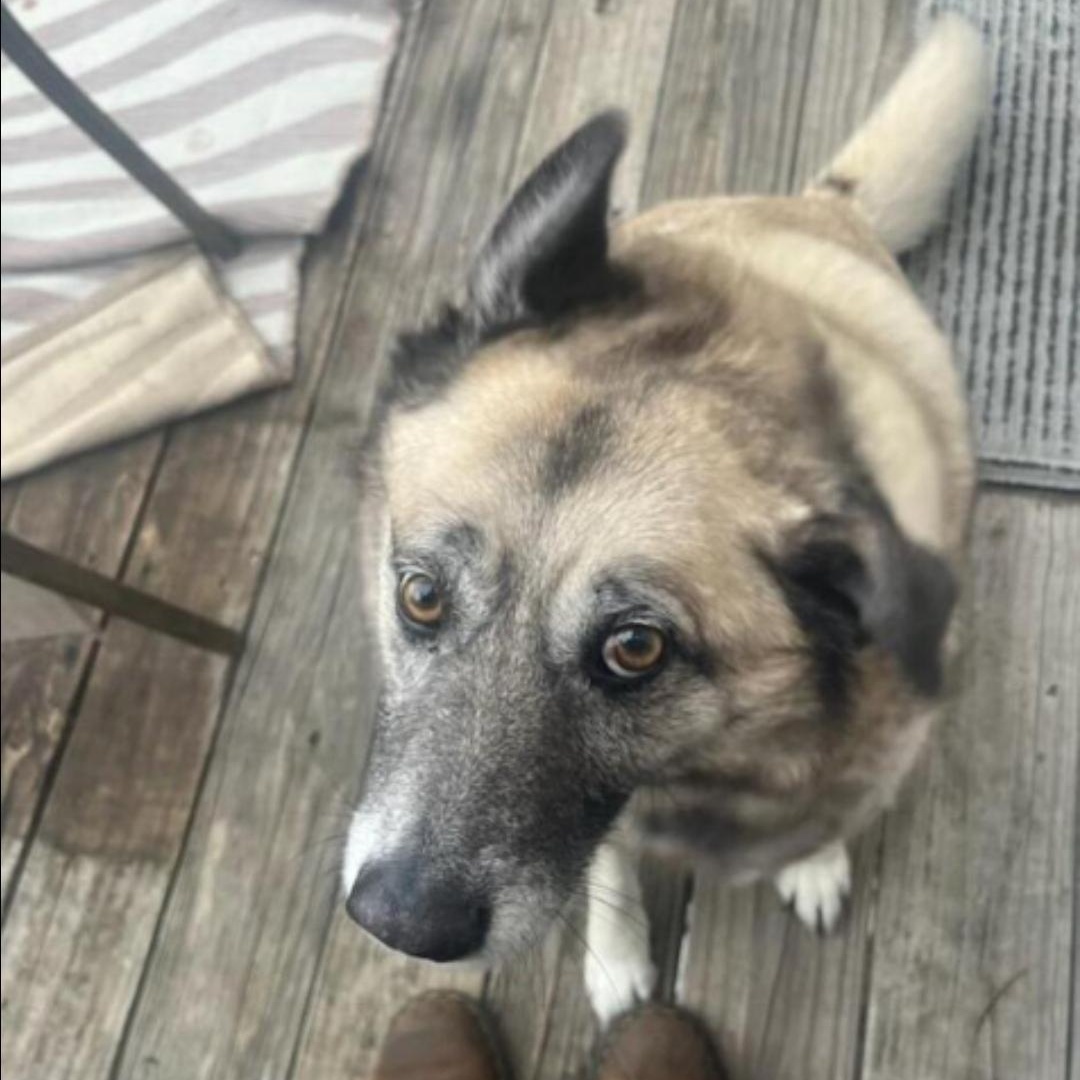 Piper, Adoptable, Adult Female Akita & German Shepherd Dog.