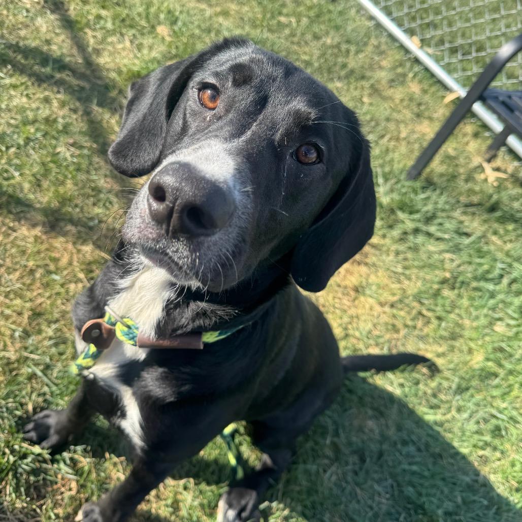 Jerald, a Adoptable mixed breed in St. Peters, MO image 1/6