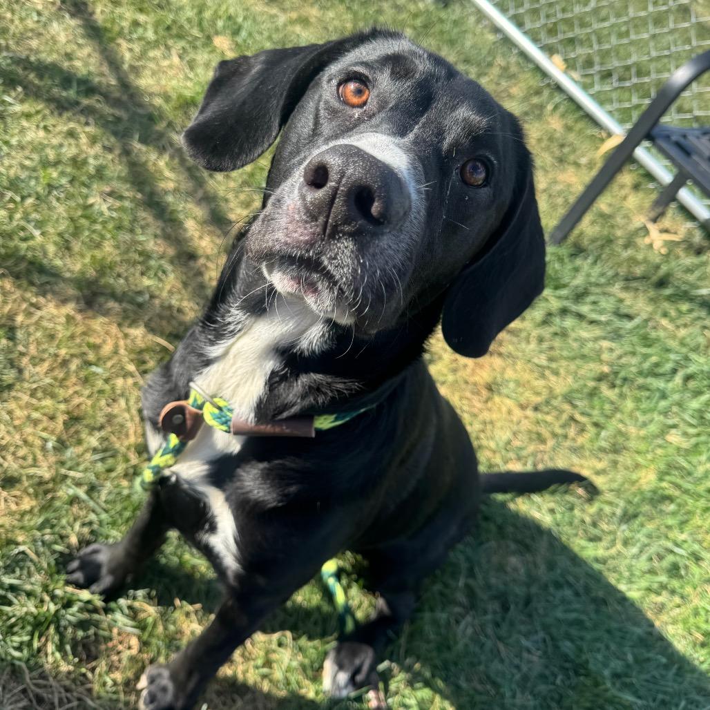 Jerald, a Adoptable mixed breed in St. Peters, MO image 2/6