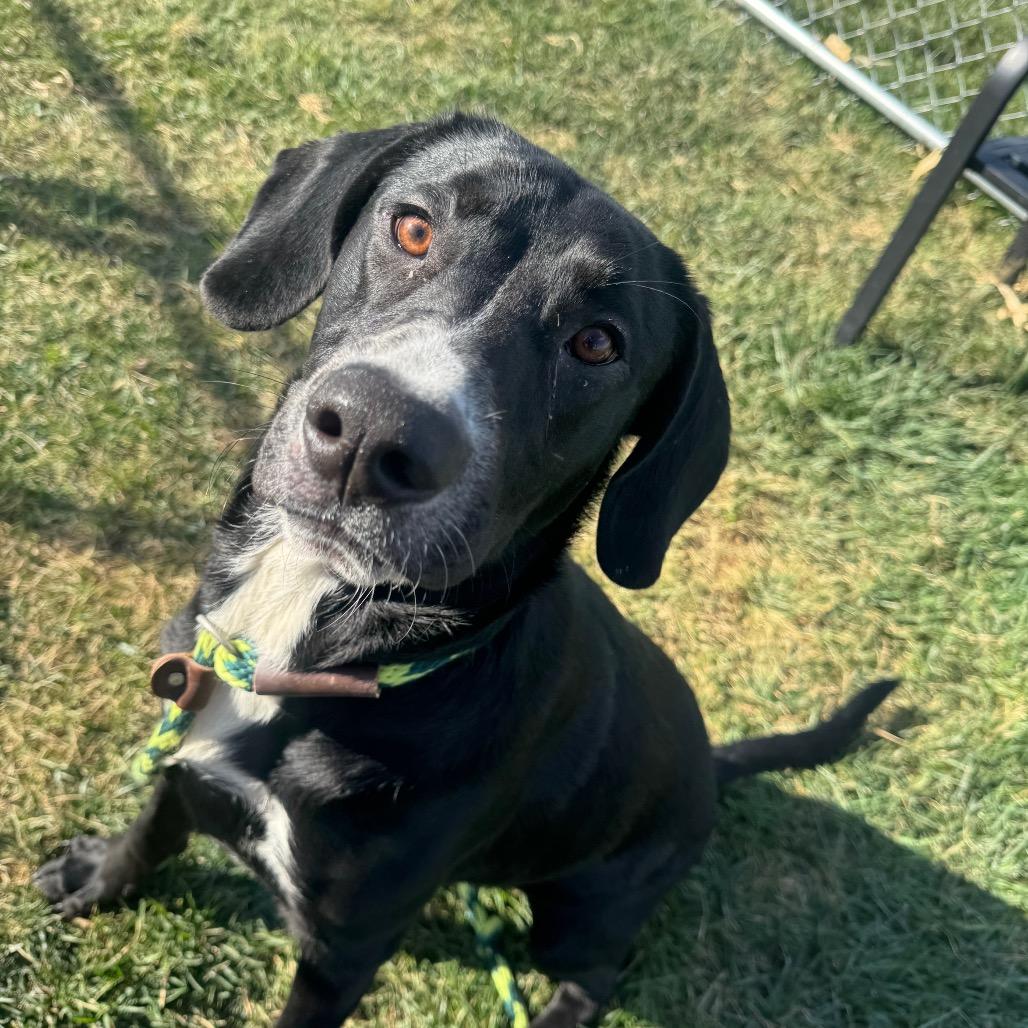 Jerald, a Adoptable mixed breed in St. Peters, MO image 3/6