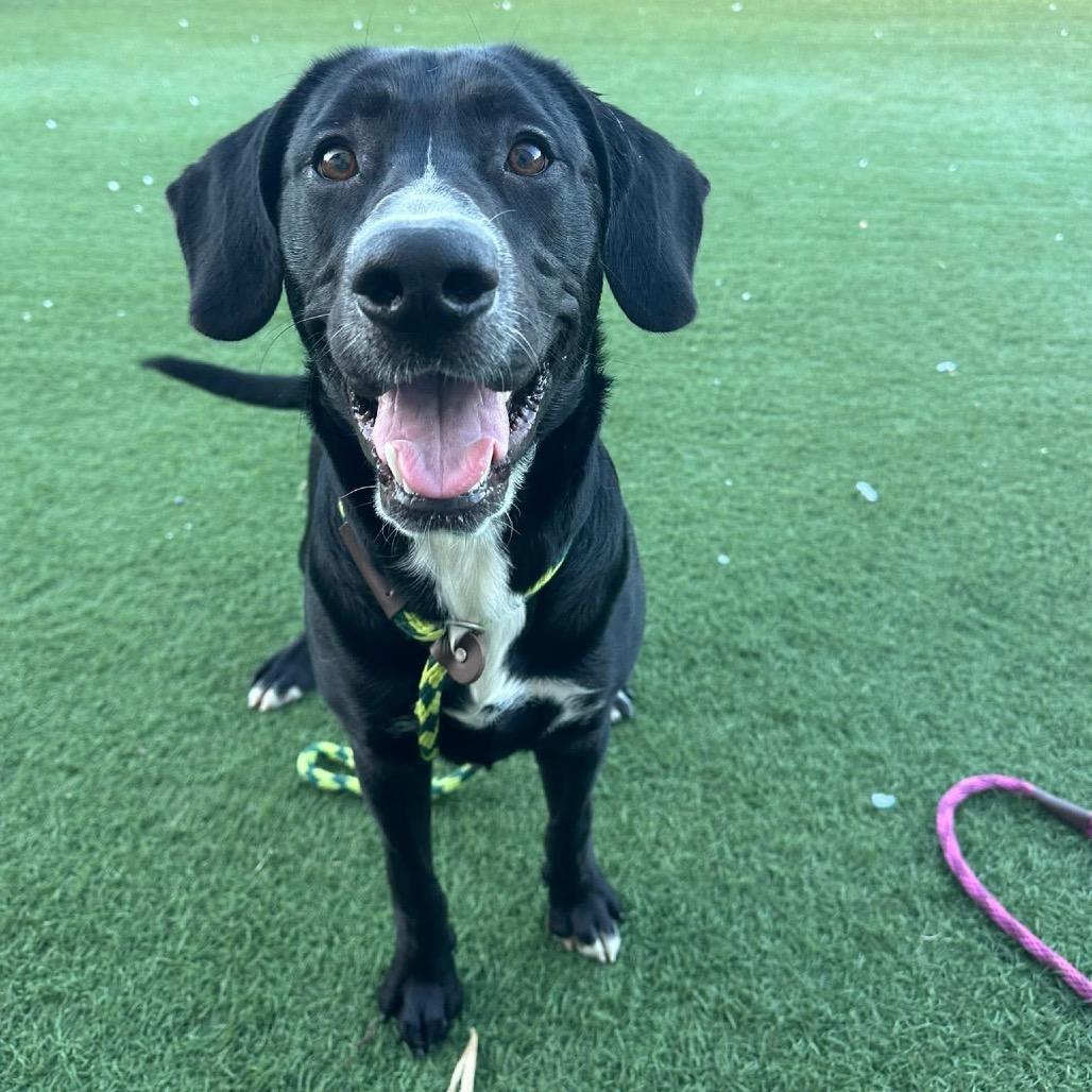 Jerald, a Adoptable mixed breed in St. Peters, MO image 4/6