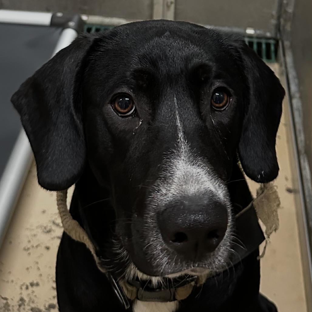Jerald, a Adoptable mixed breed in St. Peters, MO image 5/6