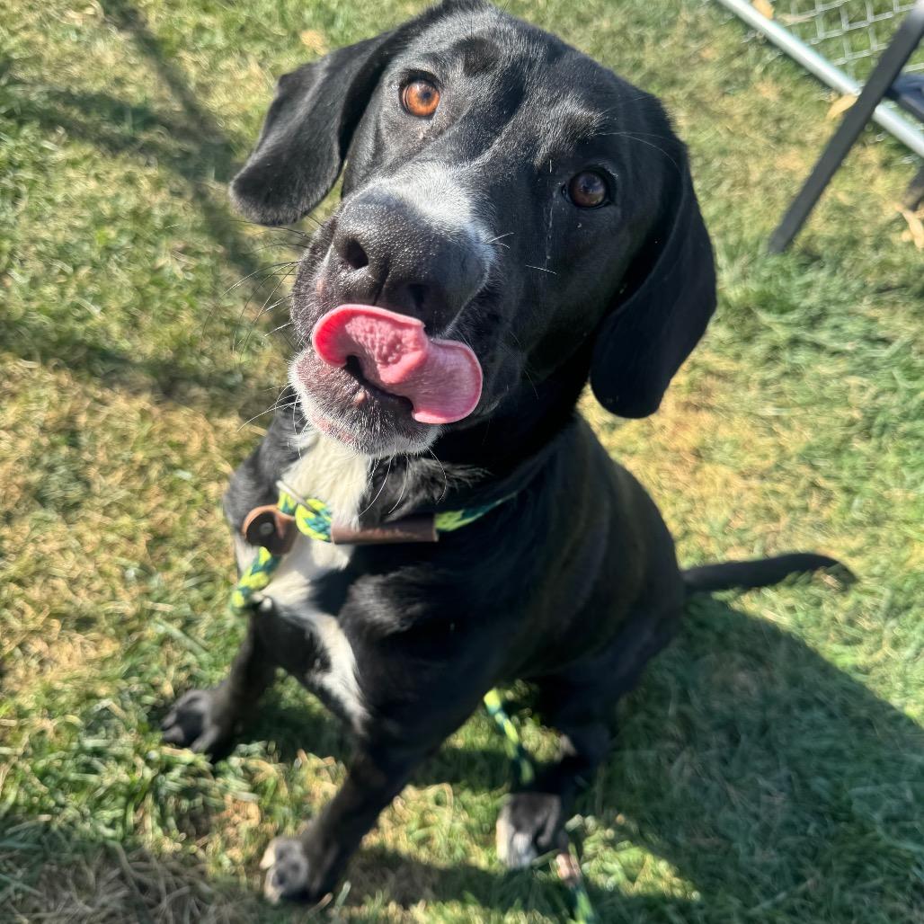 Jerald, a Adoptable mixed breed in St. Peters, MO image 6/6