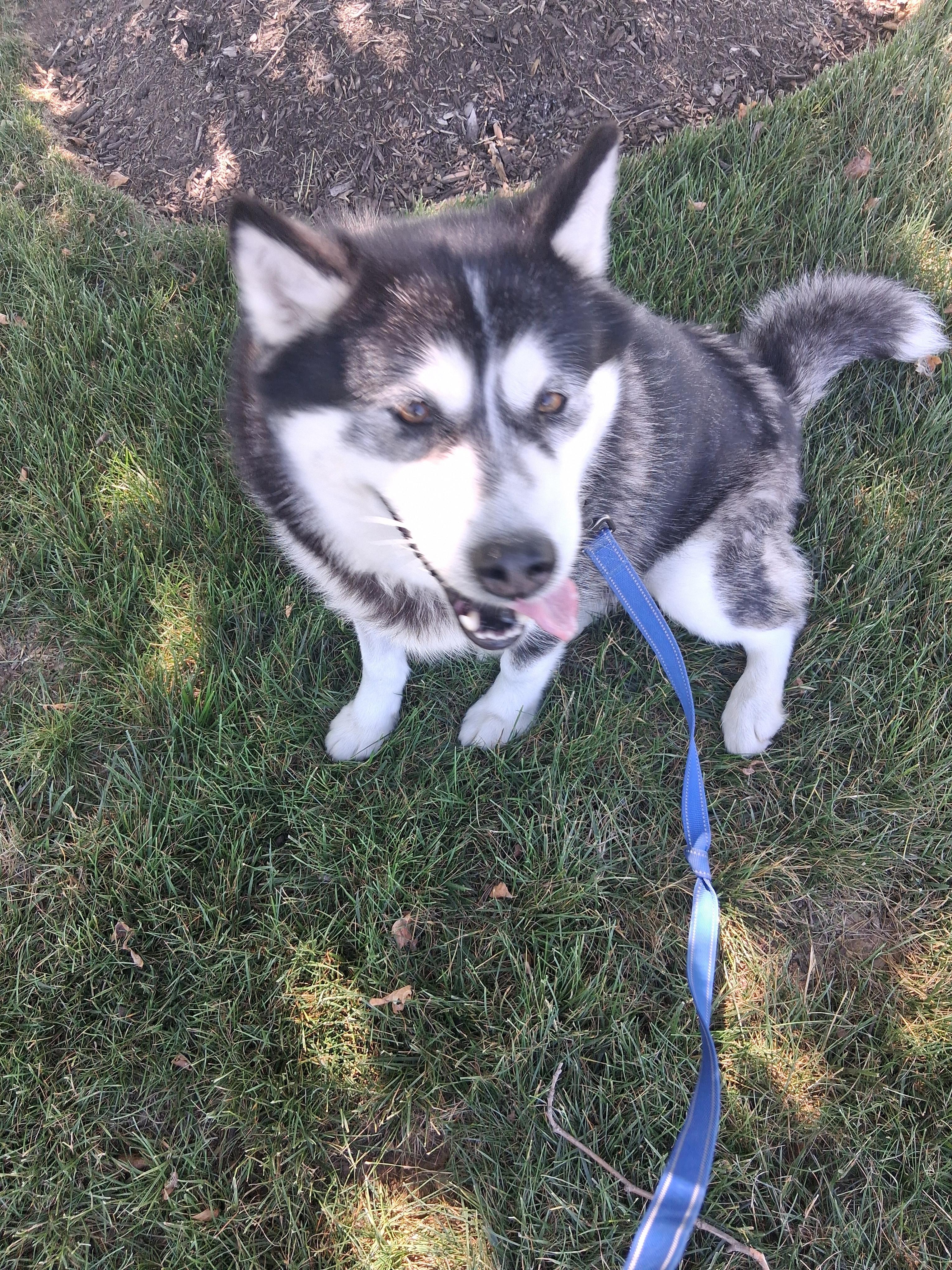 Enlarge Sasha, a Adoptable Alaskan Malamute in Gaithersburg, MD image 3/5