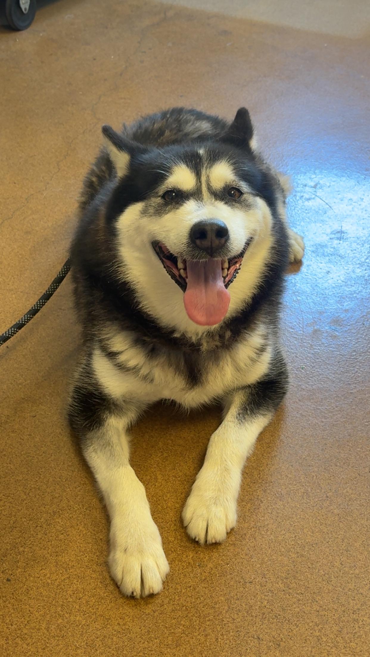 Enlarge Sasha, a Adoptable Alaskan Malamute in Gaithersburg, MD image 2/5