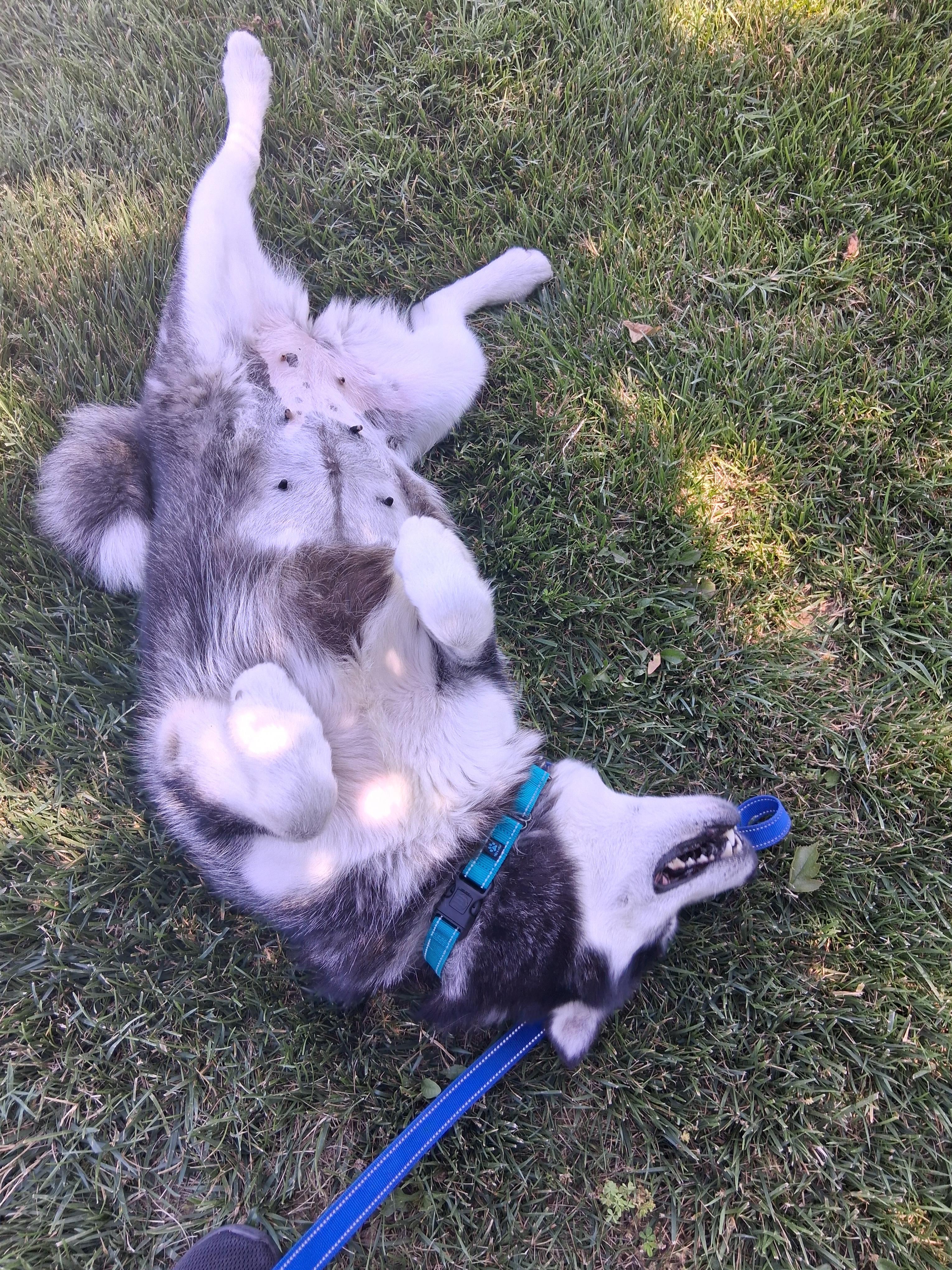 Enlarge Sasha, a Adoptable Alaskan Malamute in Gaithersburg, MD image 5/5