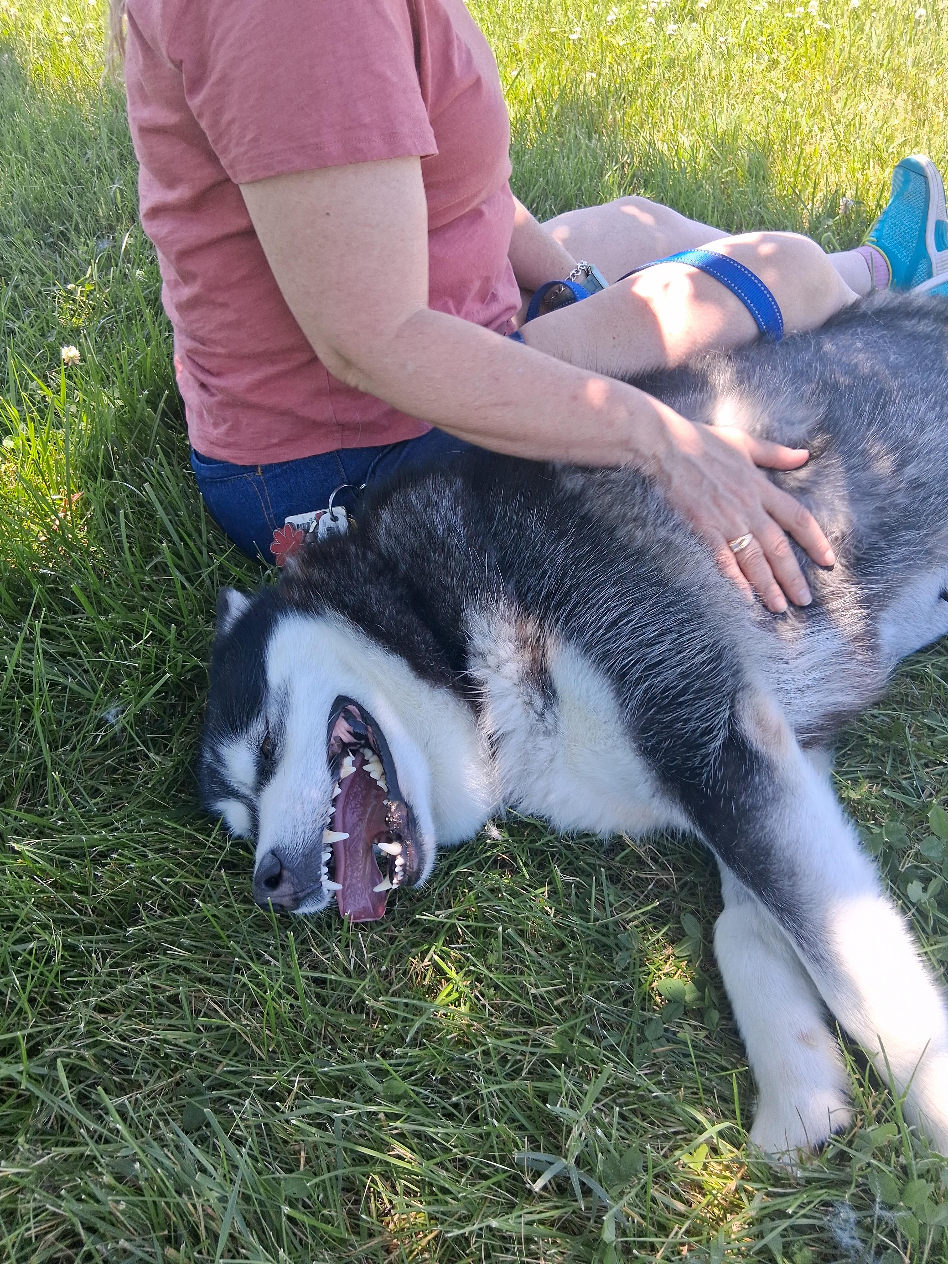 Enlarge Sasha, a Adoptable Alaskan Malamute in Gaithersburg, MD image 4/5