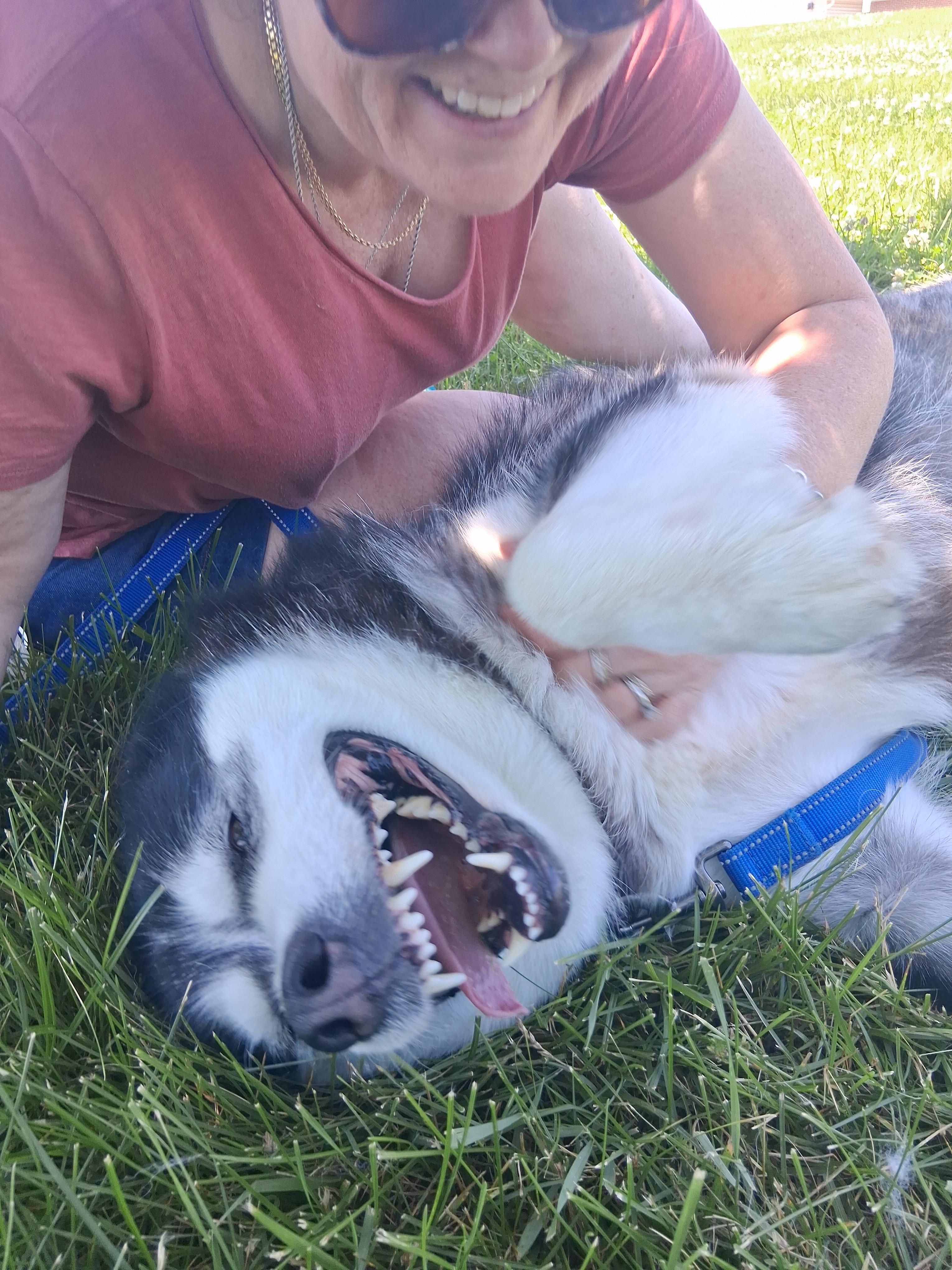 Enlarge Sasha, a Adoptable Alaskan Malamute in Gaithersburg, MD image 1/5