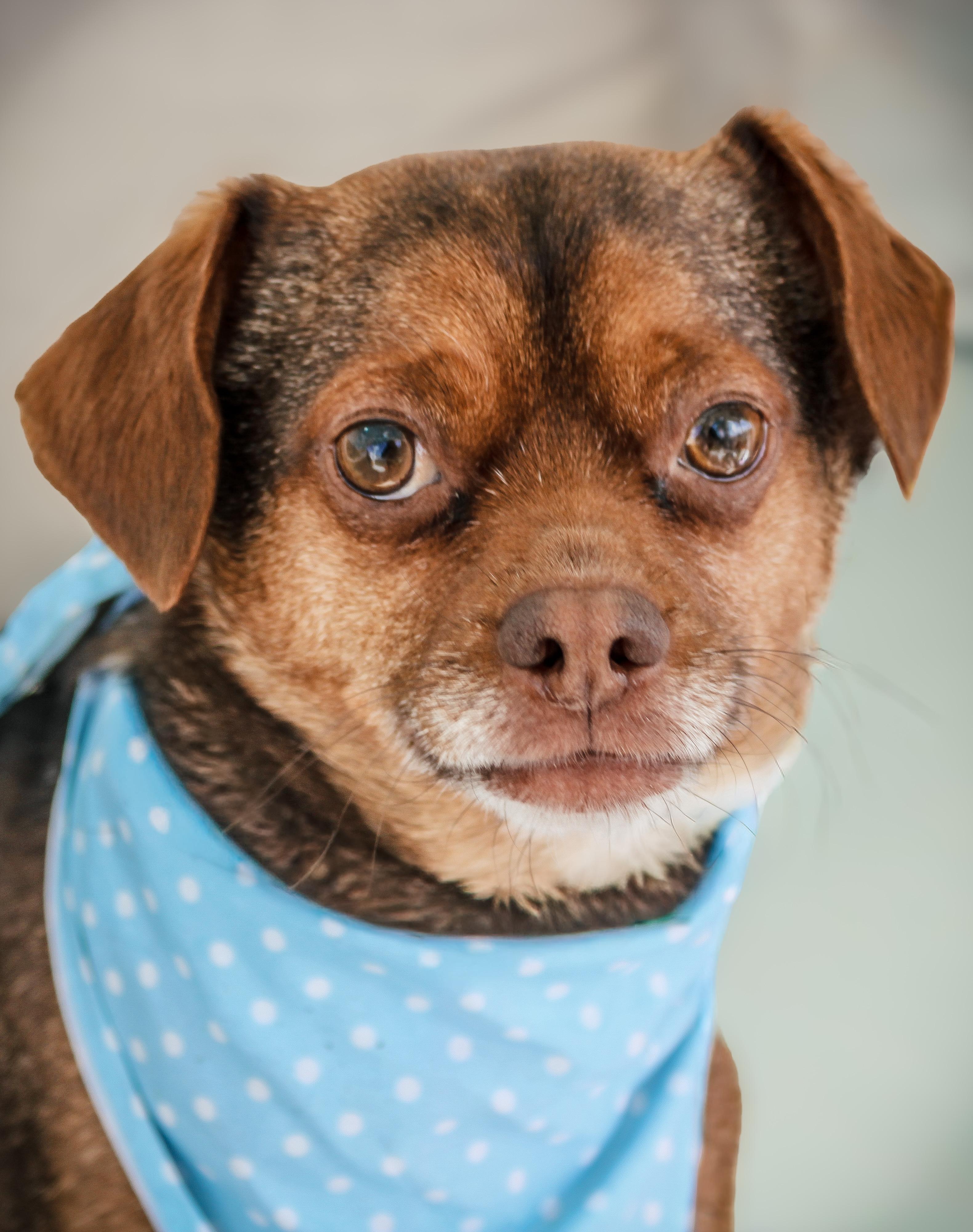 Gobert, Adoptable, Adult Male Chihuahua.