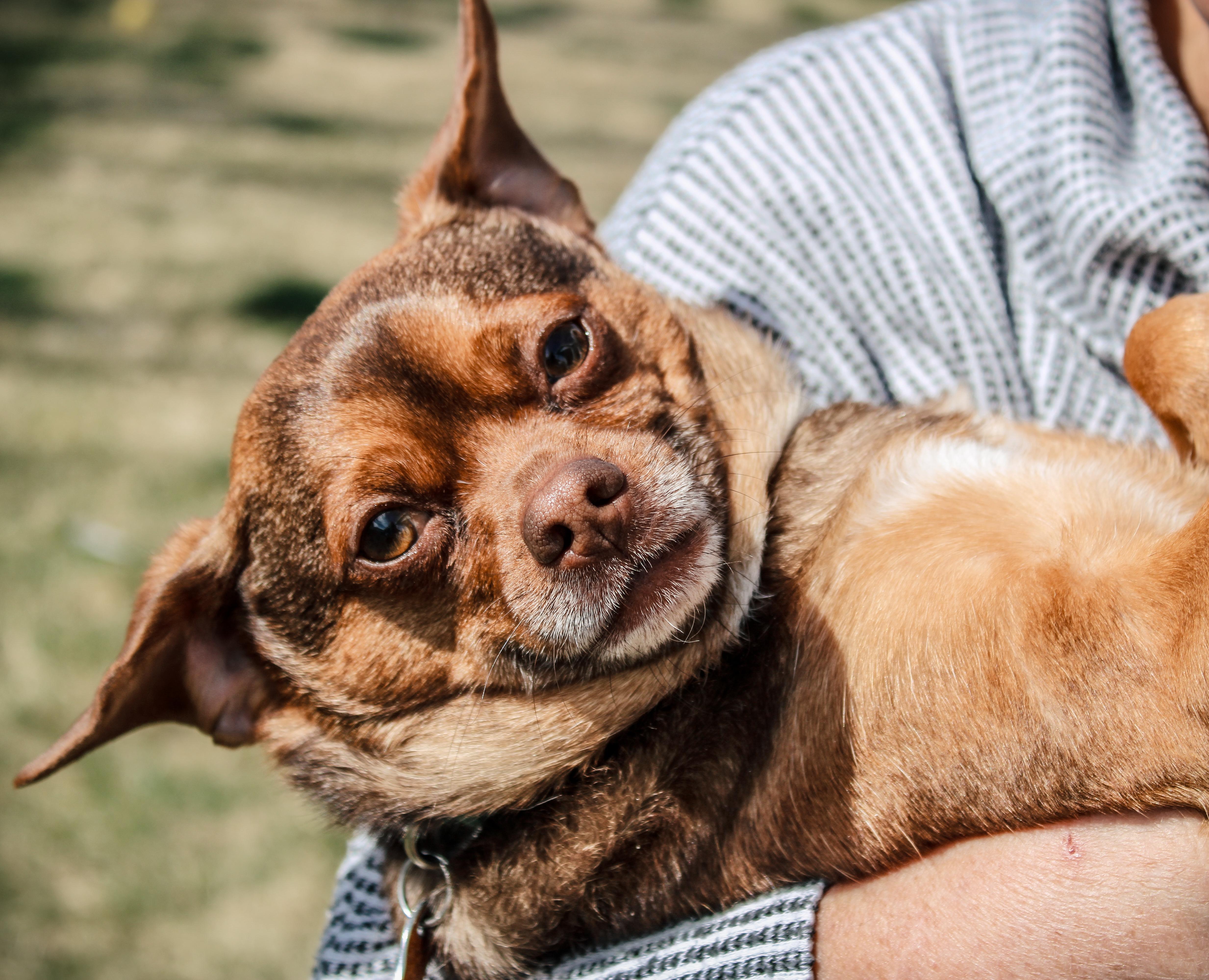 Enlarge Gobert, a Adoptable mixed breed in Twin Falls, ID image 2/5