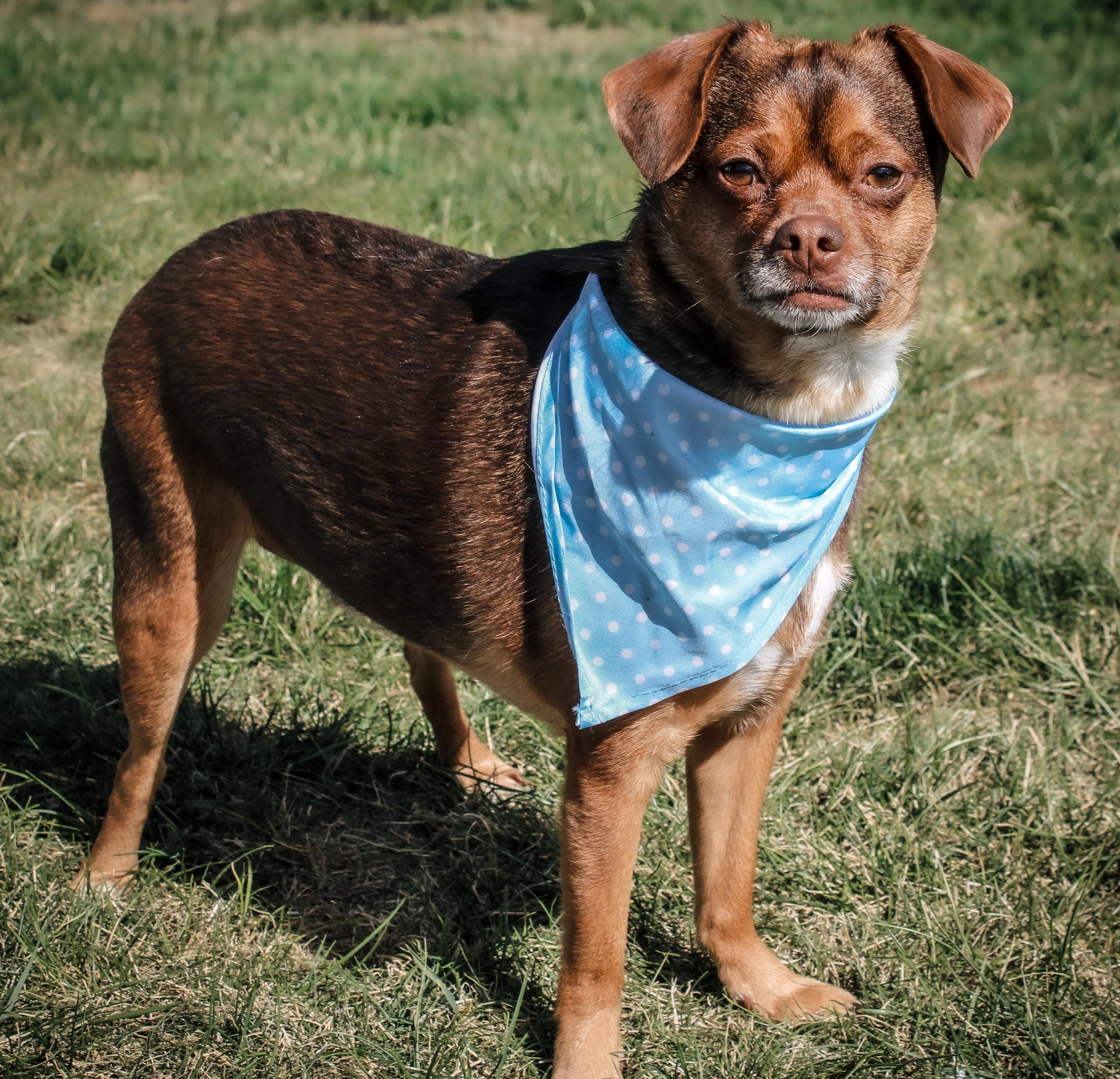 Enlarge Gobert, a Adoptable mixed breed in Twin Falls, ID image 3/5