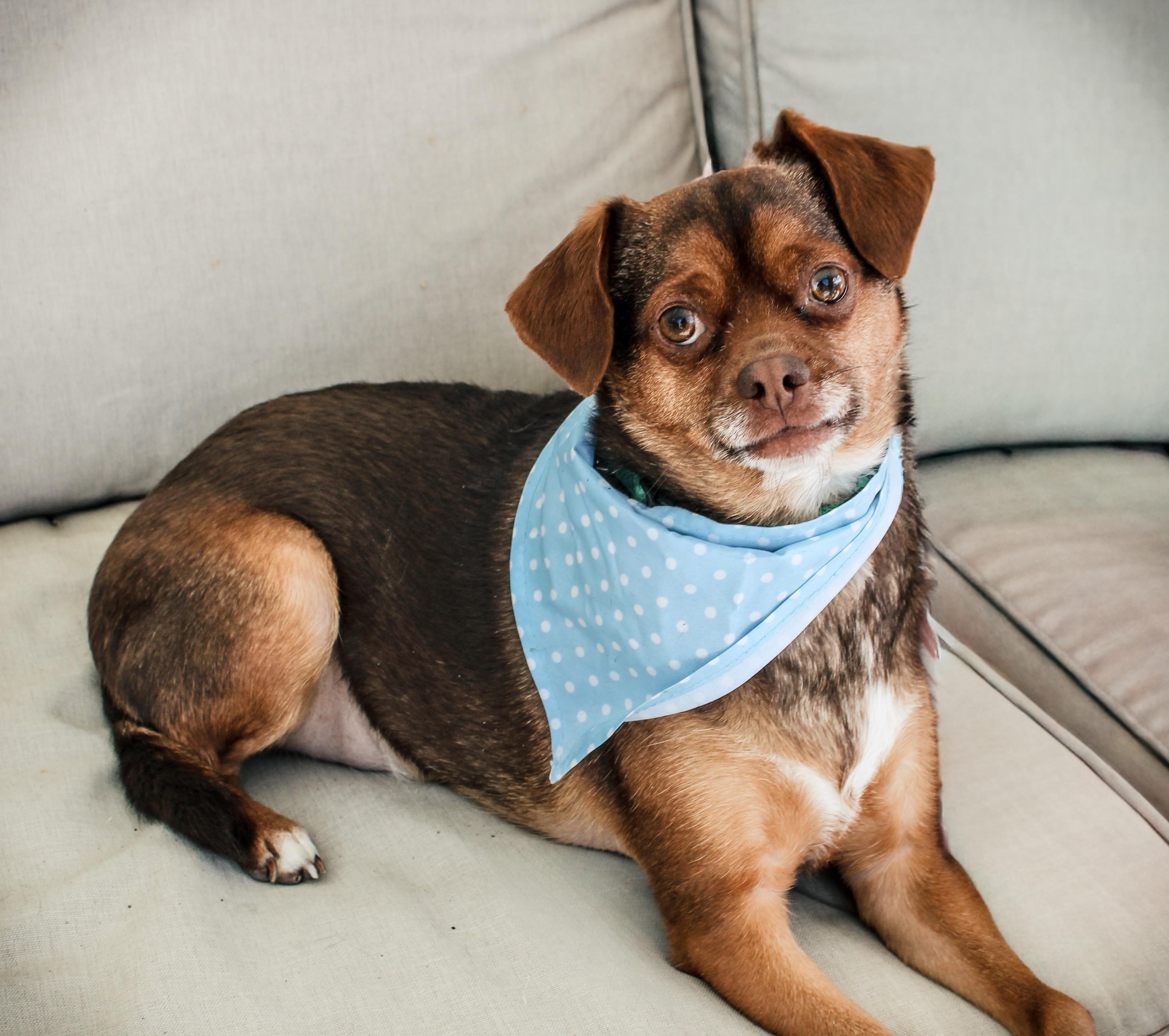 Enlarge Gobert, a Adoptable mixed breed in Twin Falls, ID image 4/5
