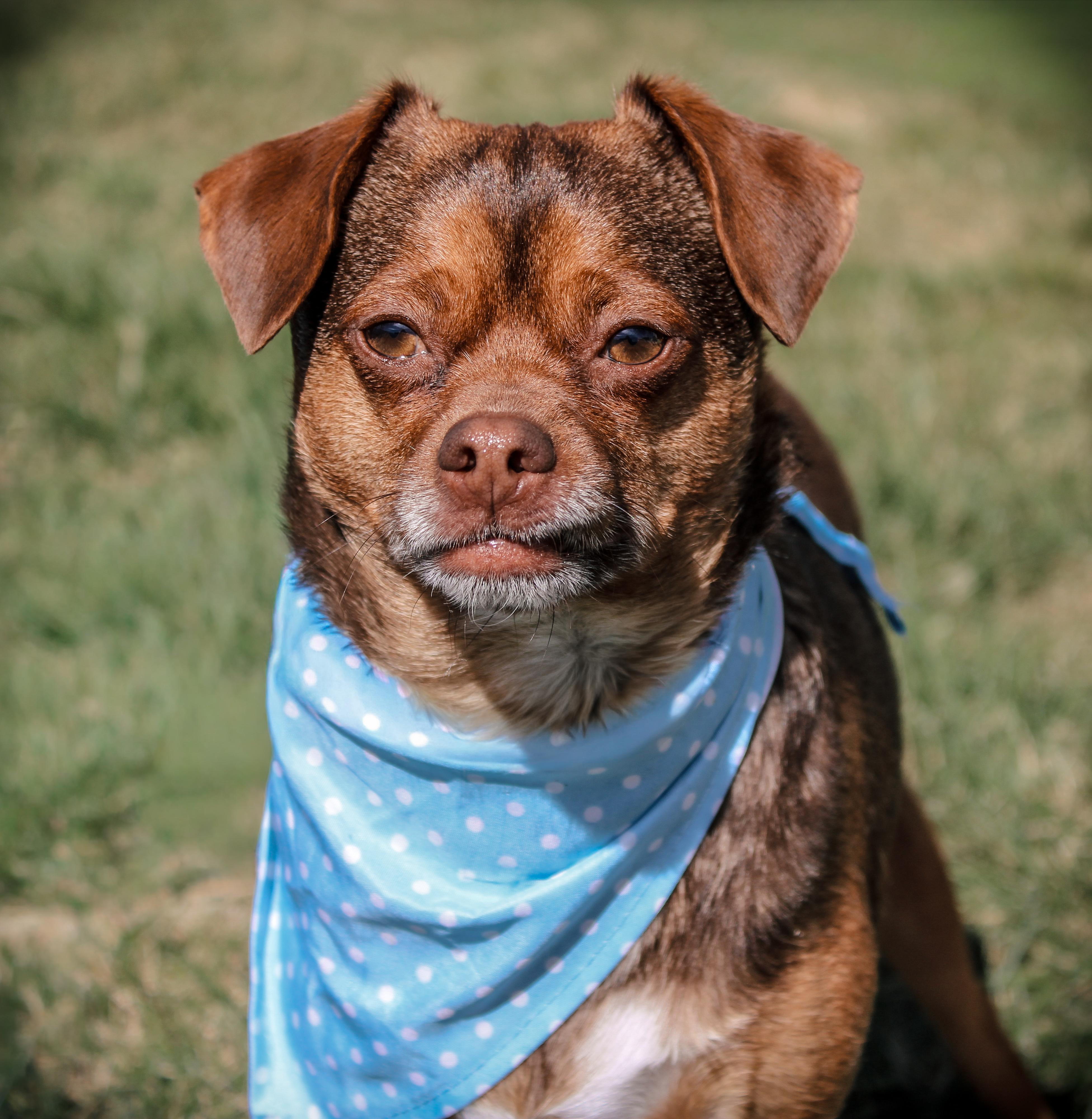 Enlarge Gobert, a Adoptable mixed breed in Twin Falls, ID image 5/5