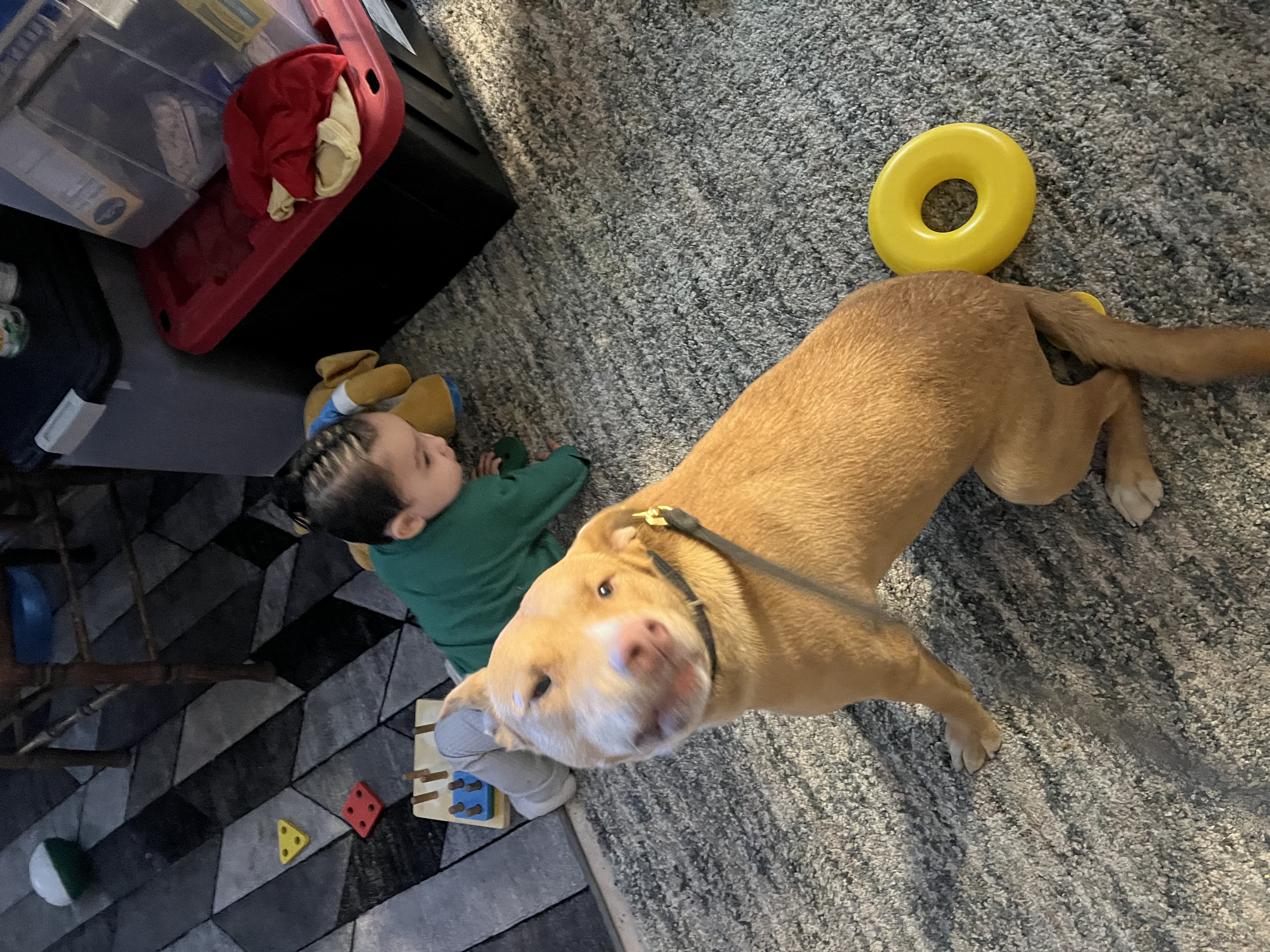 ATHENA, Adoptable, Young Female Pit Bull Terrier.