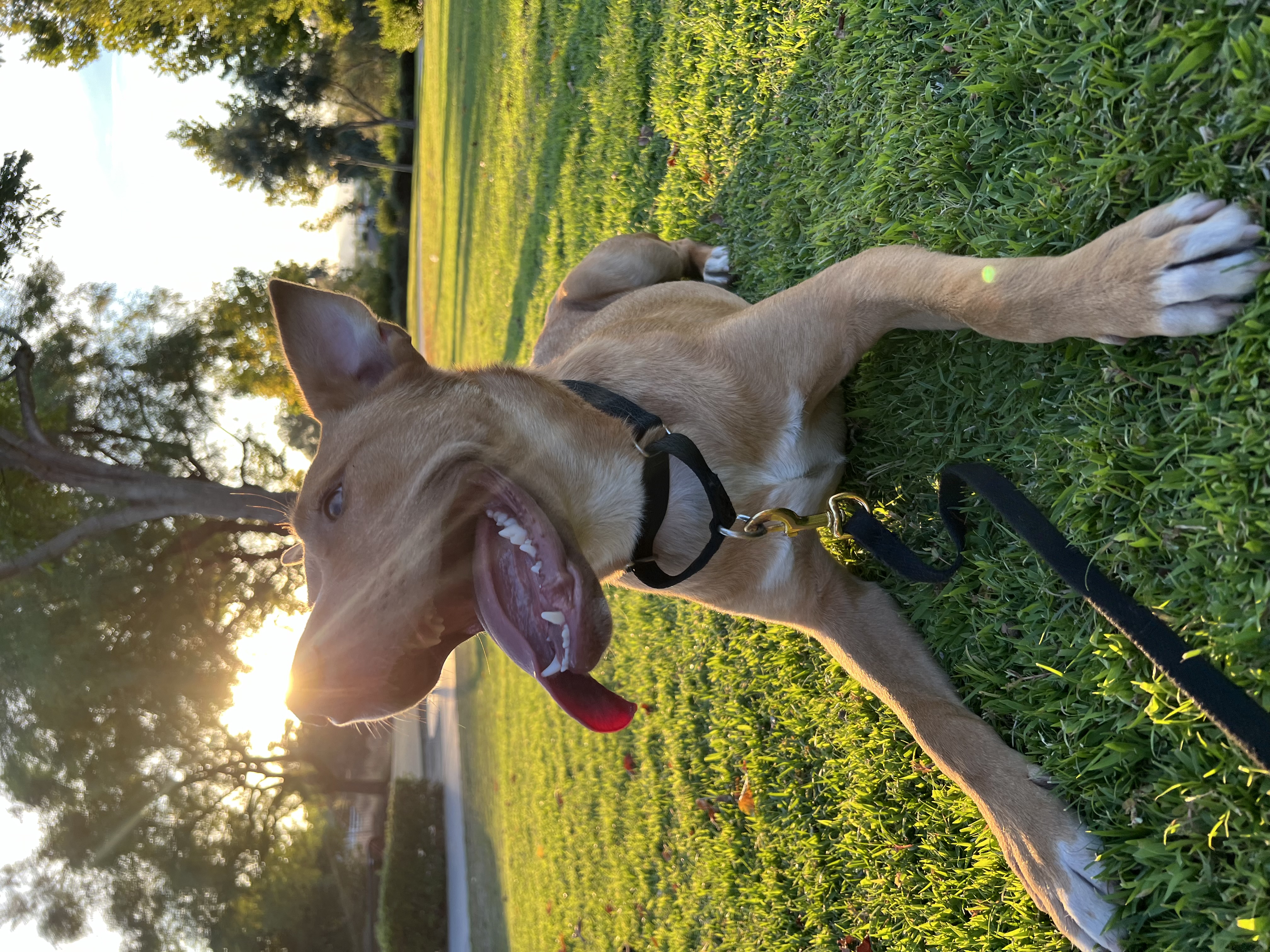 ATHENA, a Adoptable mixed breed in Tacoma , WA image 4/6
