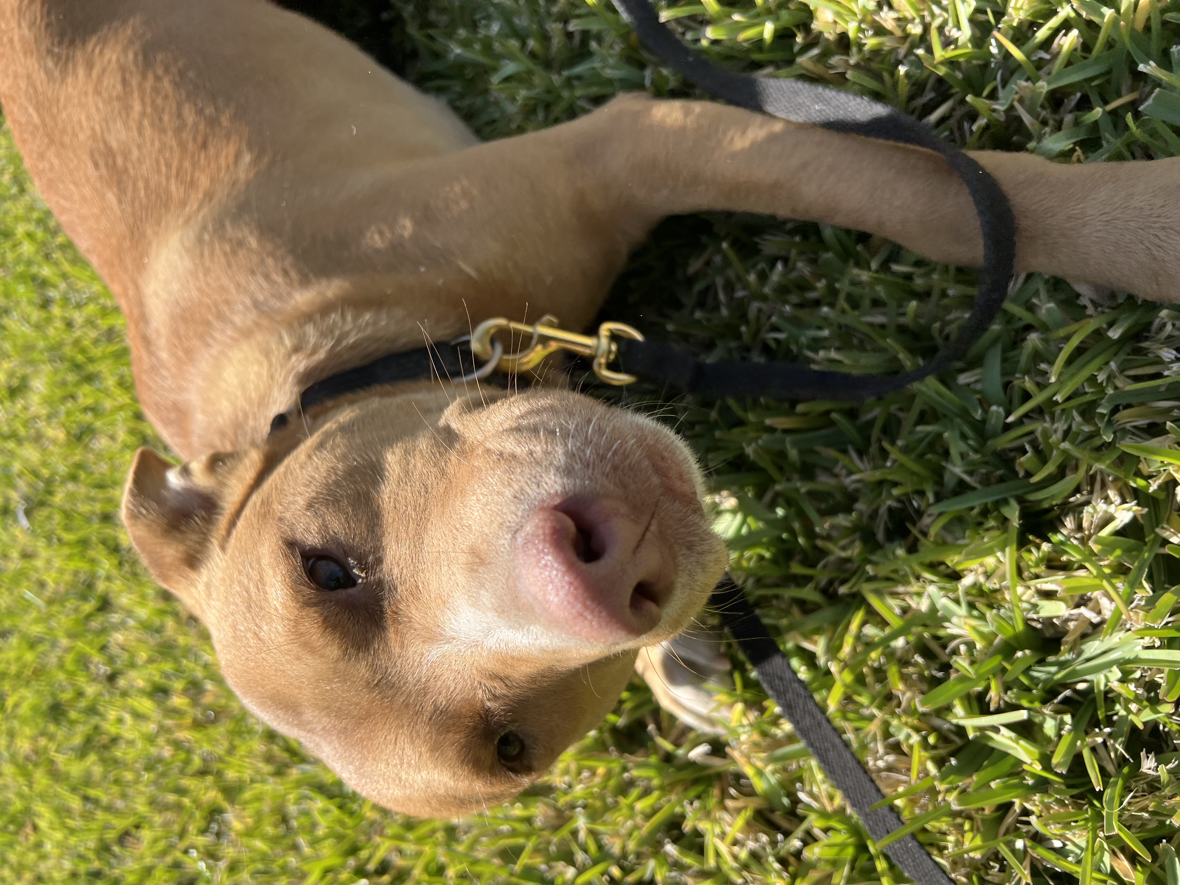 ATHENA, a Adoptable mixed breed in Tacoma , WA image 3/6