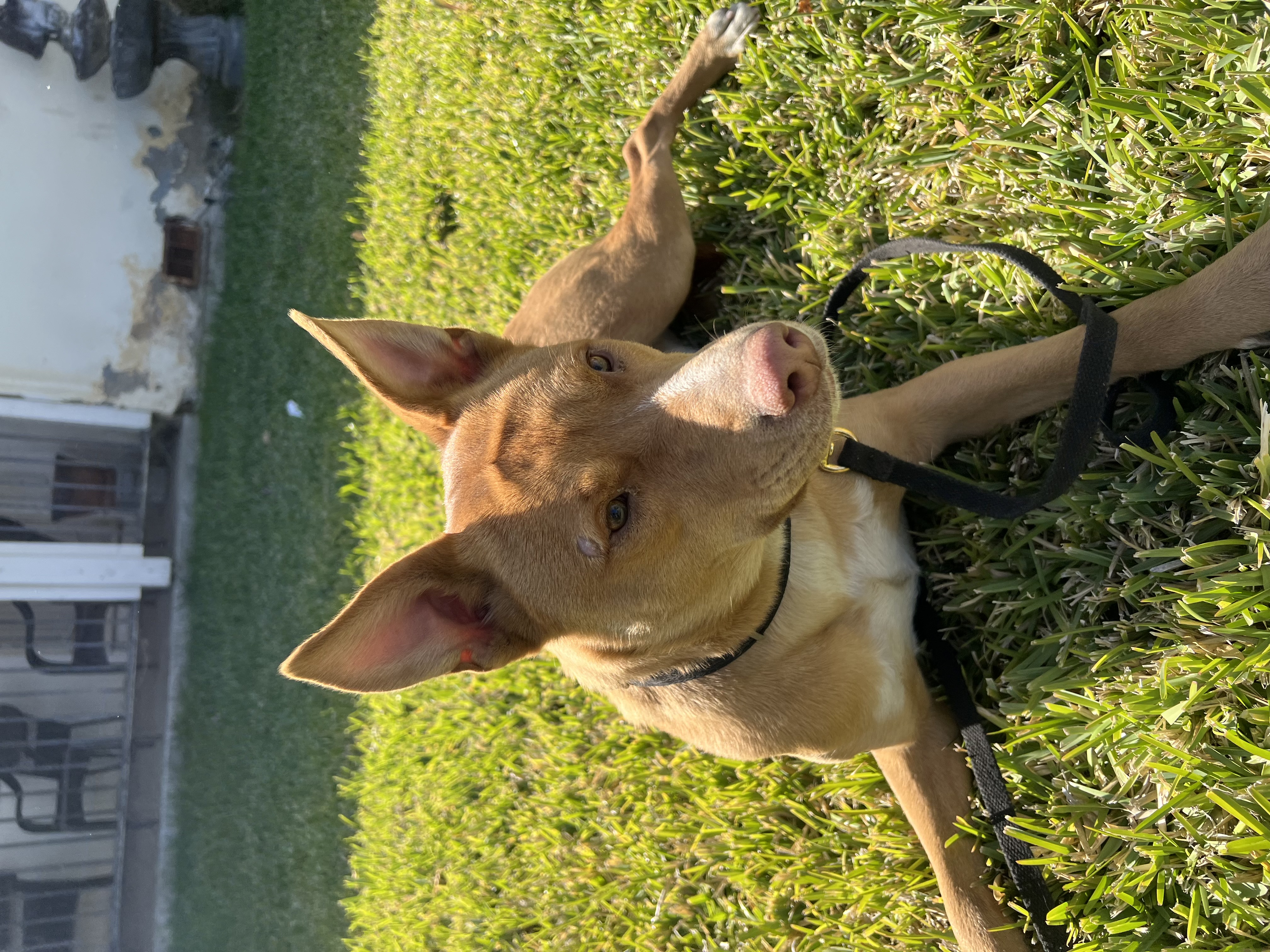 ATHENA, a Adoptable mixed breed in Tacoma , WA image 6/6