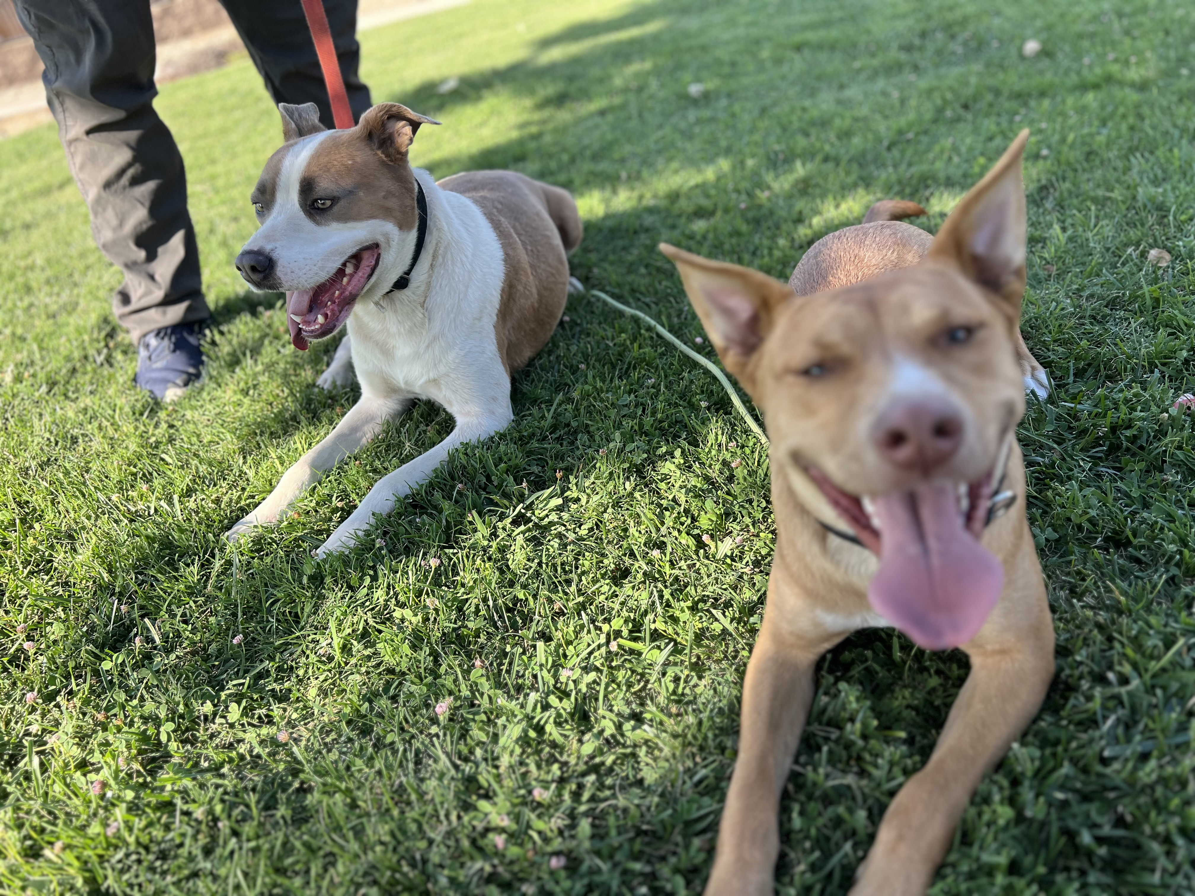 ATHENA, a Adoptable mixed breed in Tacoma , WA image 5/6