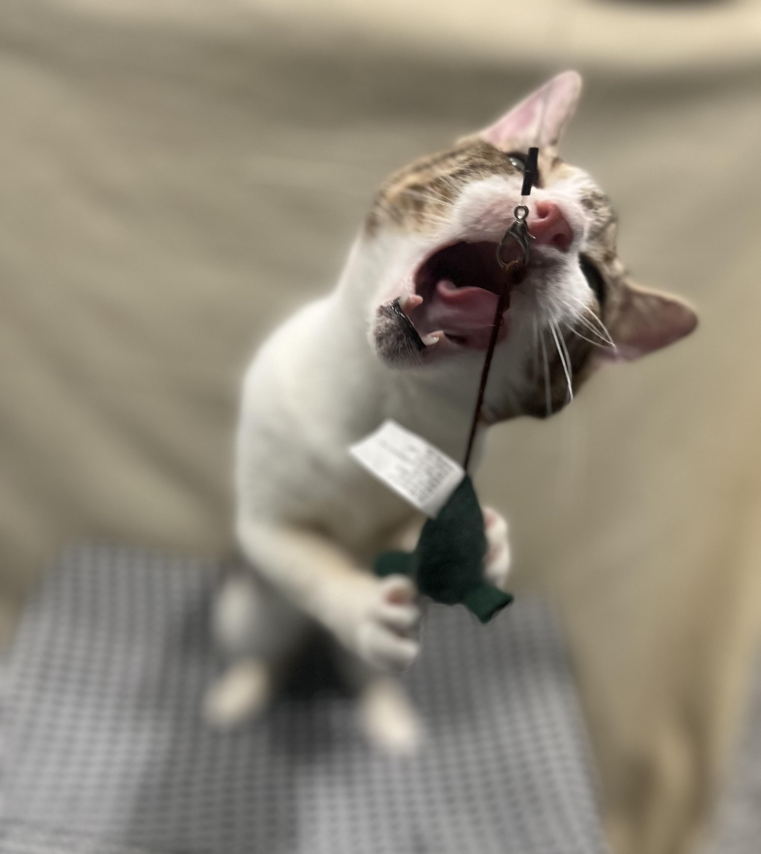 Enlarge Hope, a Adoptable Tabby in Blackstone, MA image 2/6