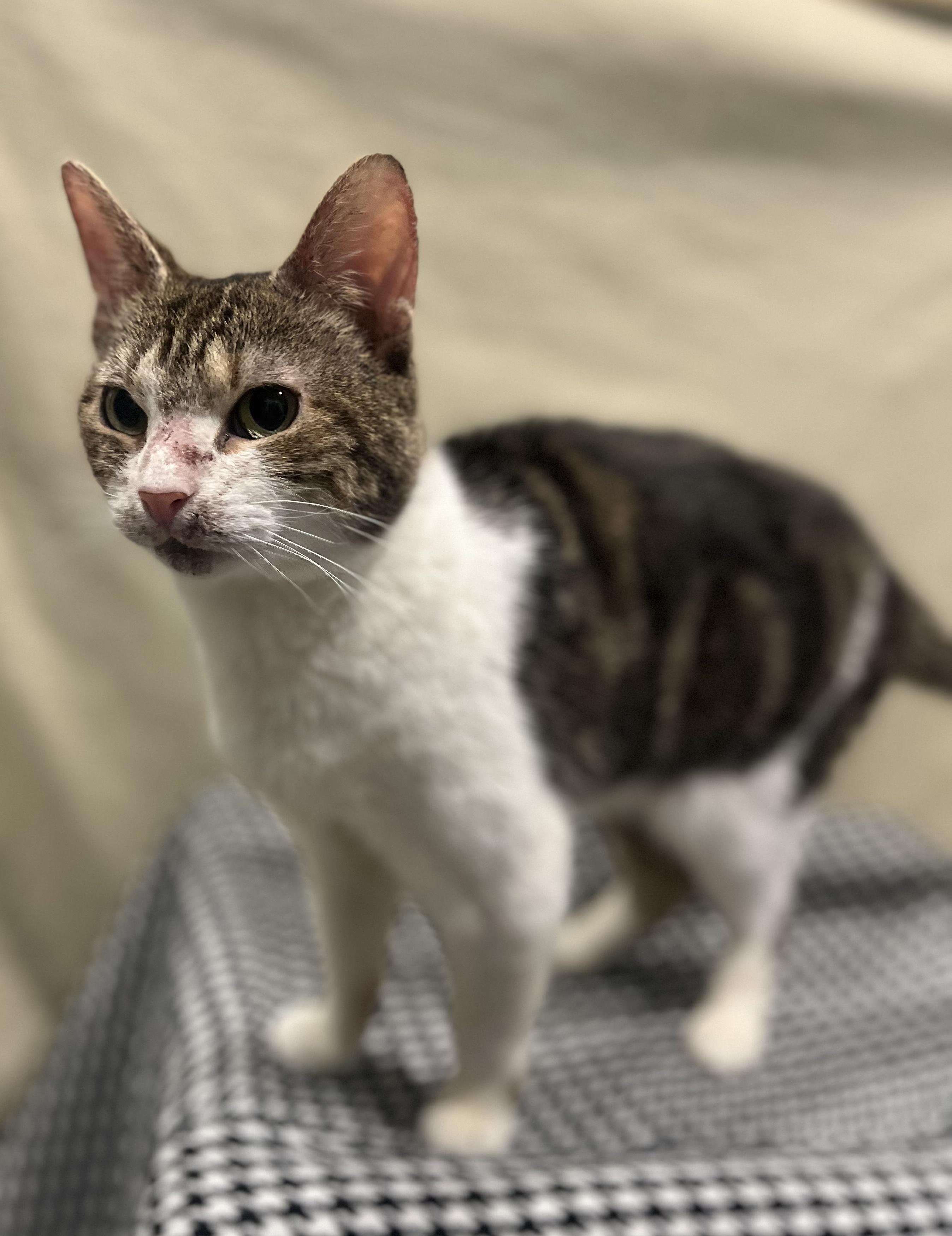 Enlarge Hope, a Adoptable Tabby in Blackstone, MA image 4/6