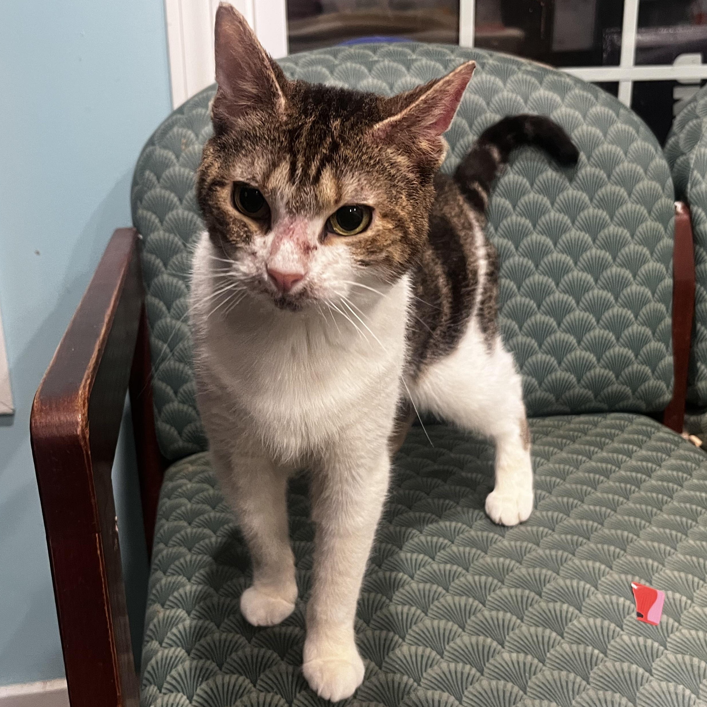 Enlarge Hope, a Adoptable Tabby in Blackstone, MA image 3/6