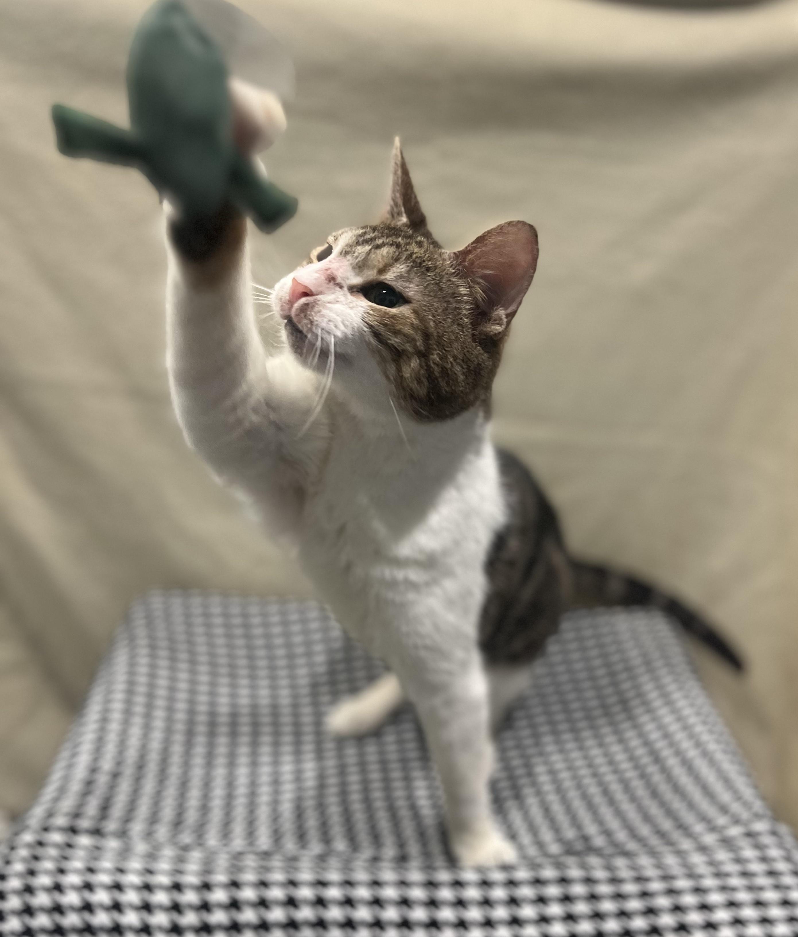 Hope, Adoptable, Adult Female Tabby.