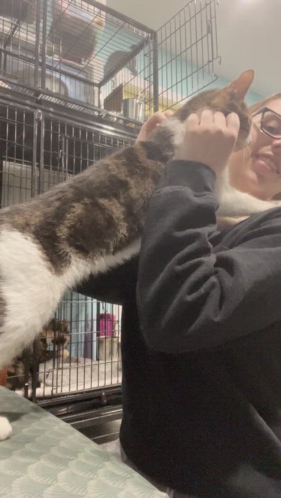 Enlarge Hope, a Adoptable Tabby in Blackstone, MA video 6/6