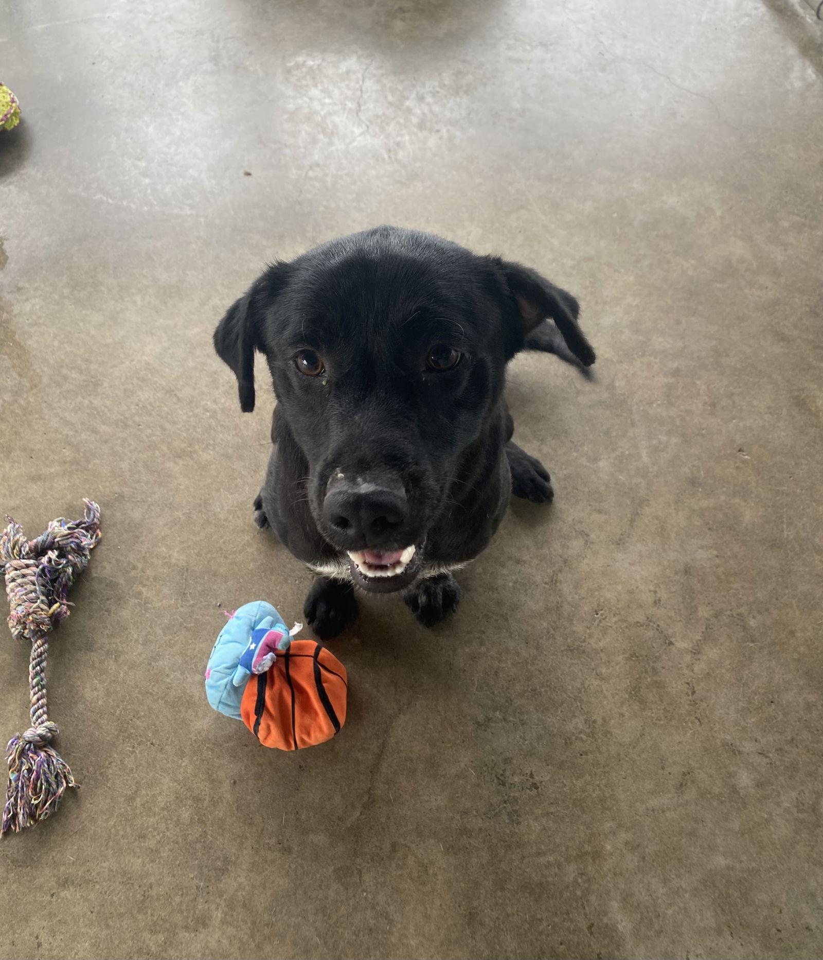 Enlarge TEDDY, a Adoptable mixed breed in Pryor, OK image 1/1