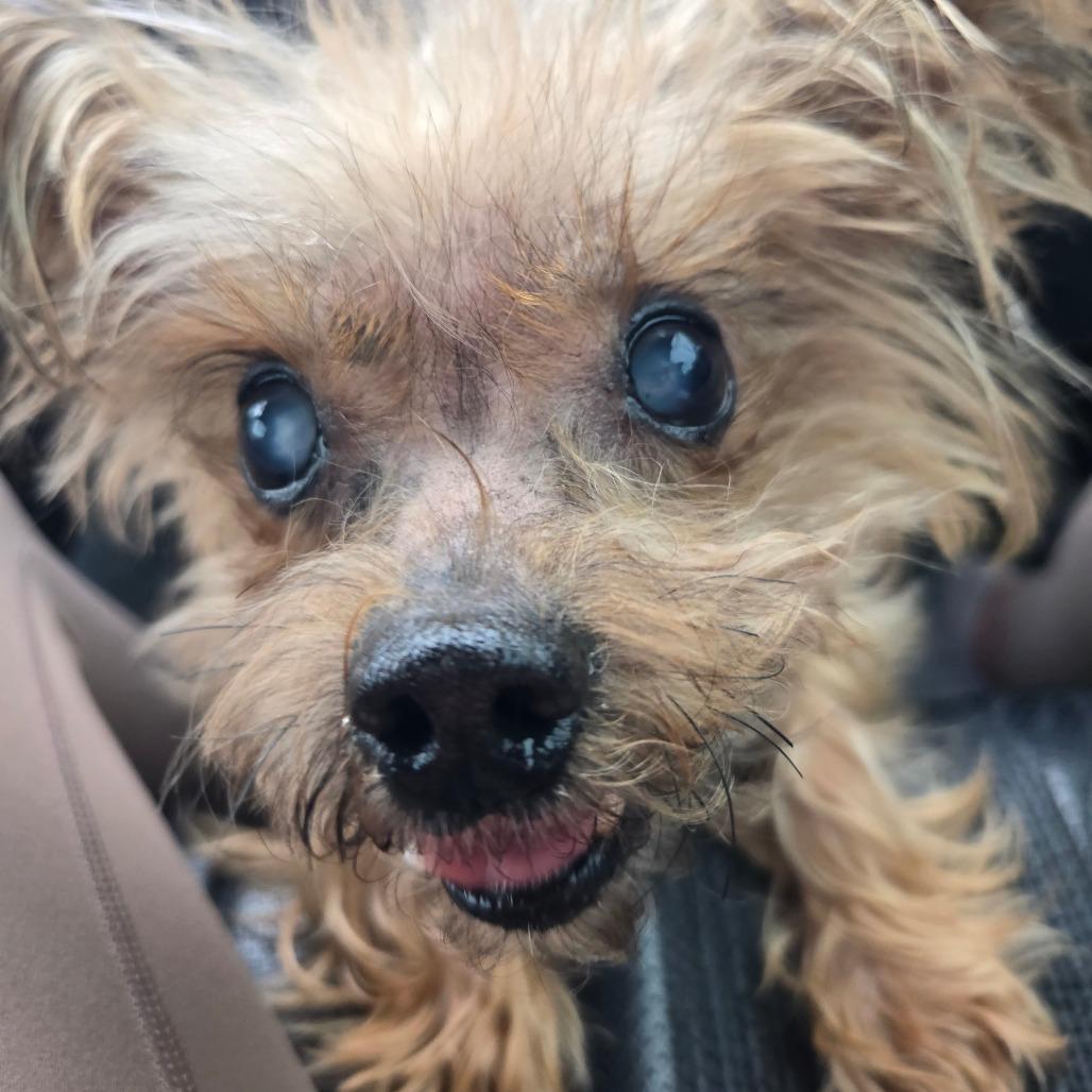 Enlarge Xavier, a Adoptable Yorkshire Terrier in Bessemer, AL image 1/6