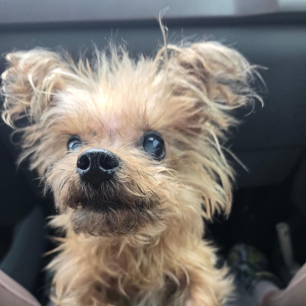 Enlarge Xavier, a Adoptable Yorkshire Terrier in Bessemer, AL image 2/6