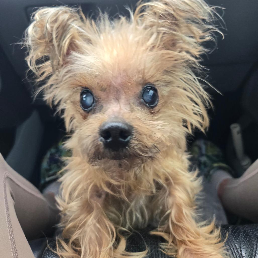 Enlarge Xavier, a Adoptable Yorkshire Terrier in Bessemer, AL image 3/6