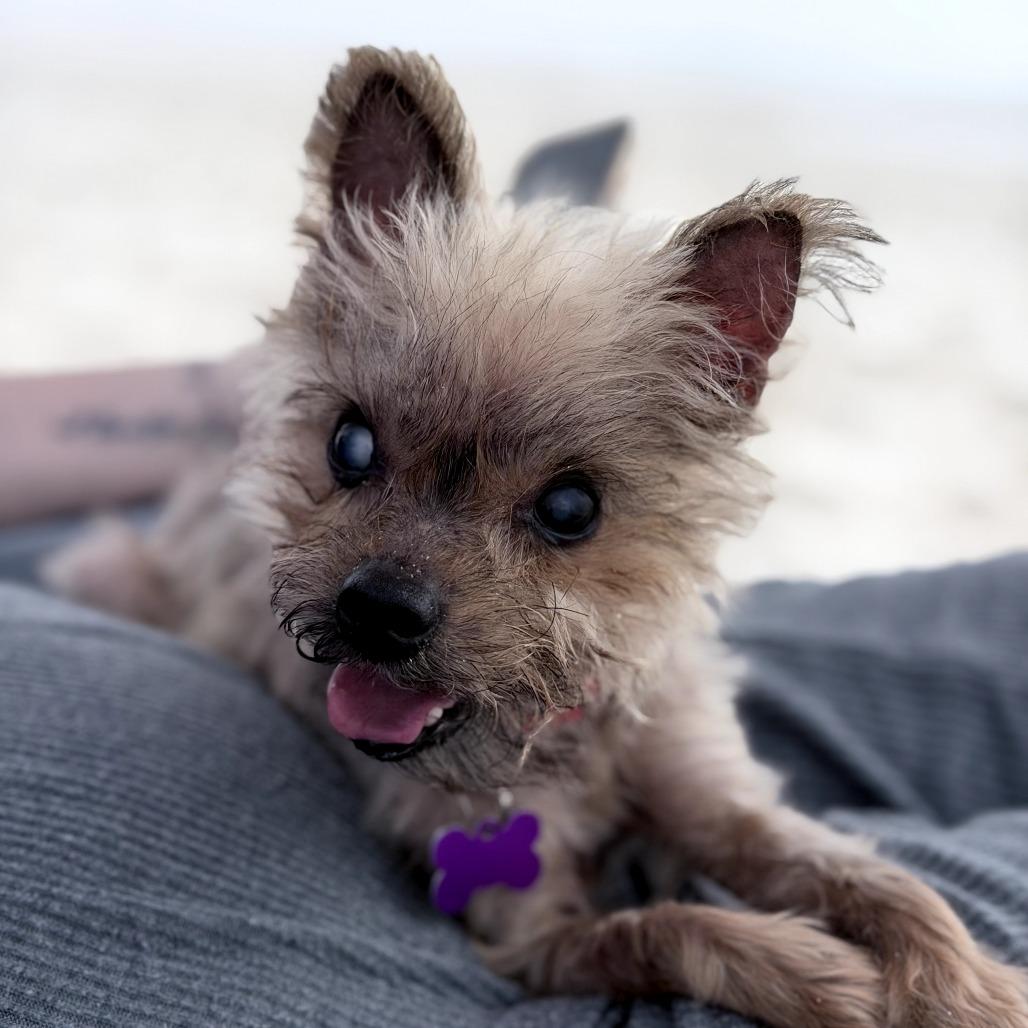 Enlarge Xavier, a Adoptable Yorkshire Terrier in Bessemer, AL image 4/6