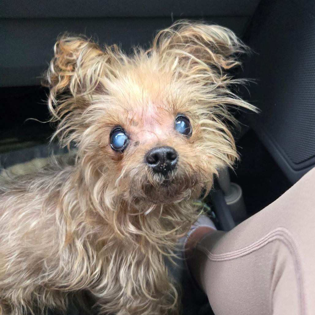 Enlarge Xavier, a Adoptable Yorkshire Terrier in Bessemer, AL image 5/6
