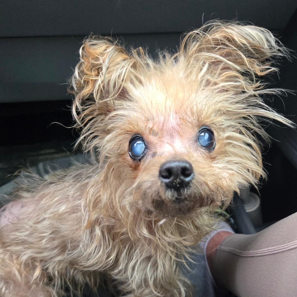 Enlarge Xavier, a Adoptable Yorkshire Terrier in Bessemer, AL image 6/6