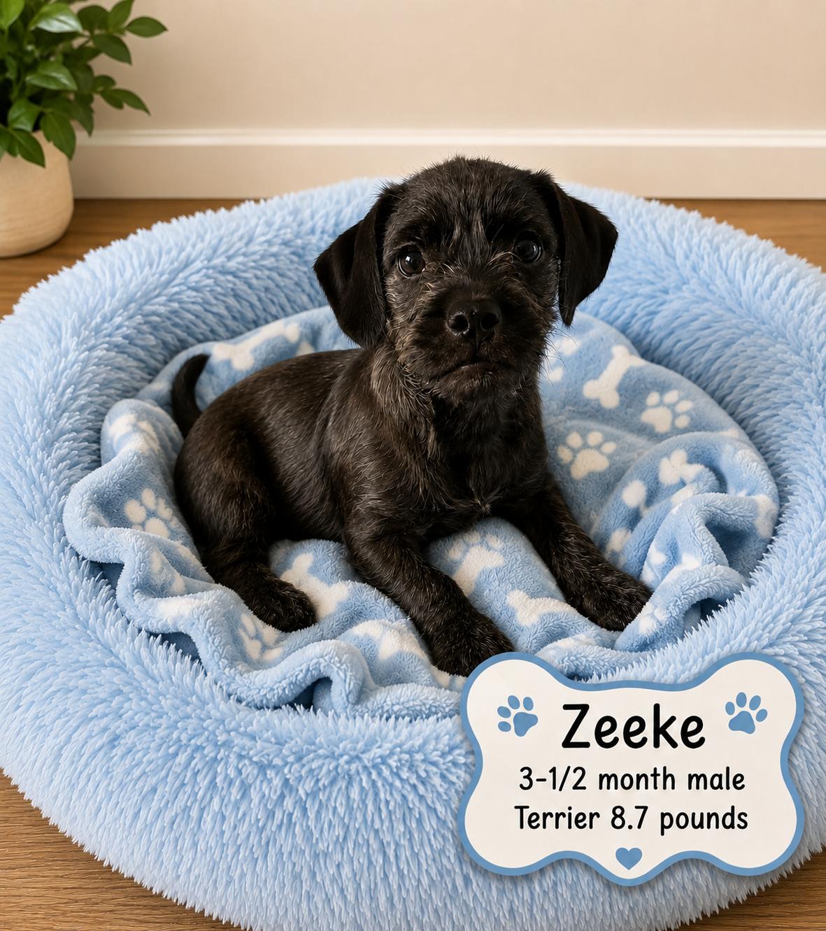 ZEEKE 3-1/2 MONTH MALE TERRIER- 8.7 POUNDS -- PETCO, 5011 E. RAY ROAD, PHX 85044 ON SATURDAY, 09/05, Adopted, Puppy Male Terrier.