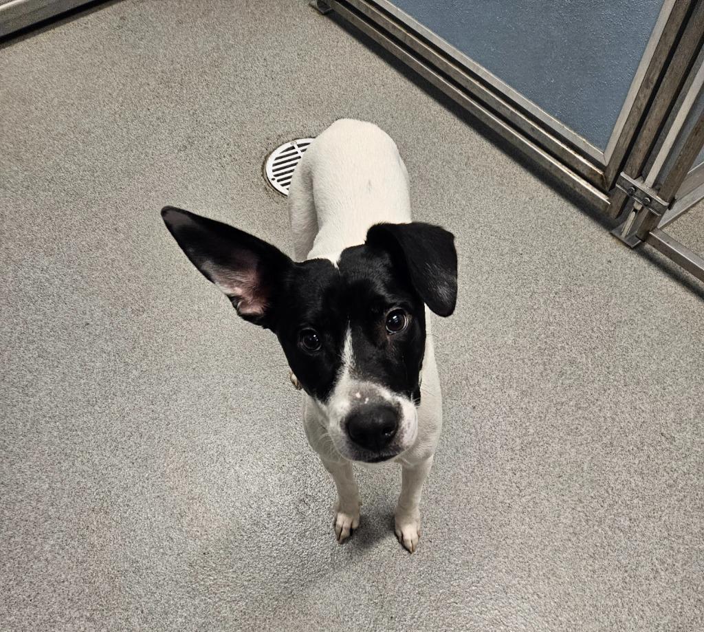 Enlarge Laney, a Adoptable mixed breed in Bloomington, IN image 1/1