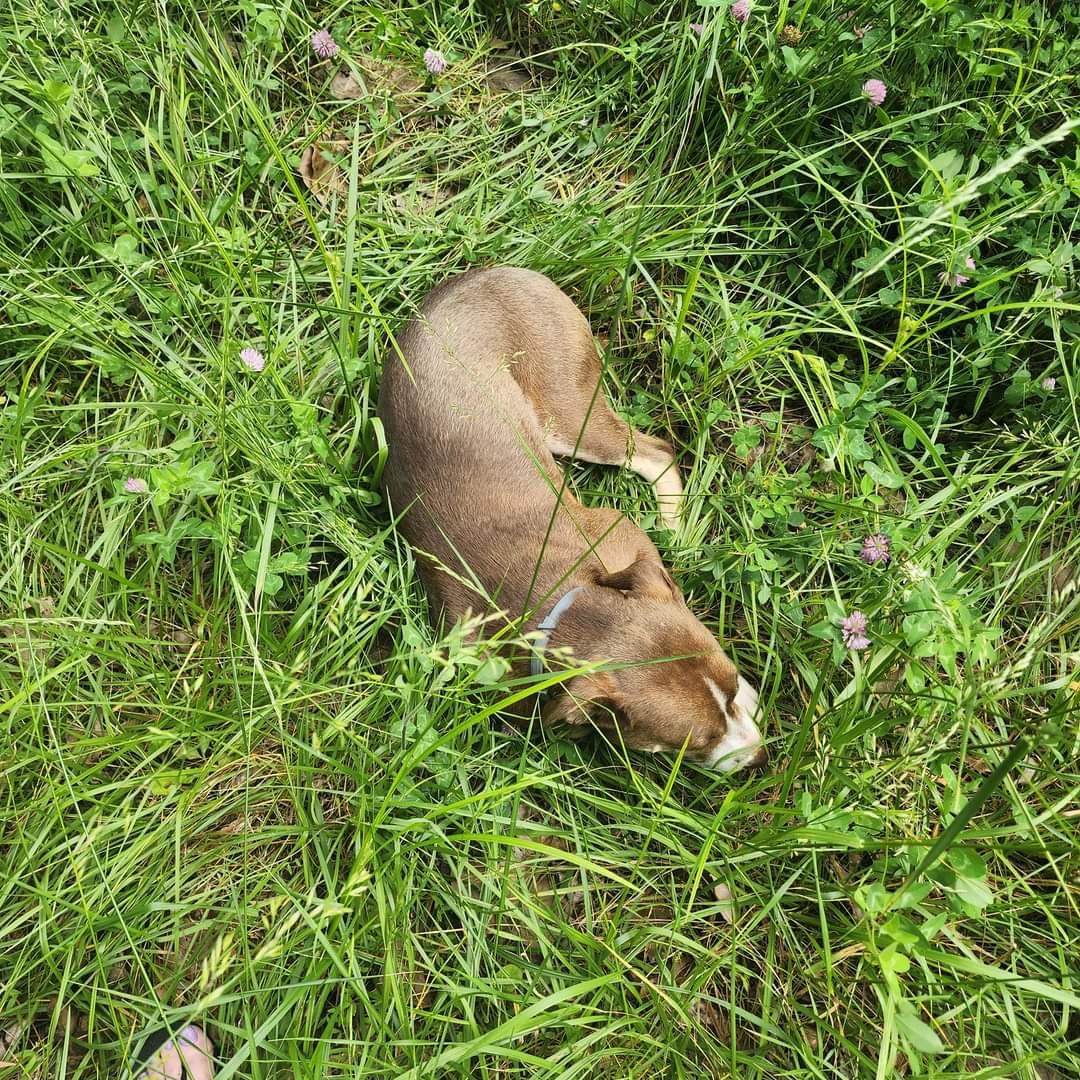 Bobby – A Survivor with a Heart of Gold!, a Adoptable mixed breed in Corinth, MS image 2/6