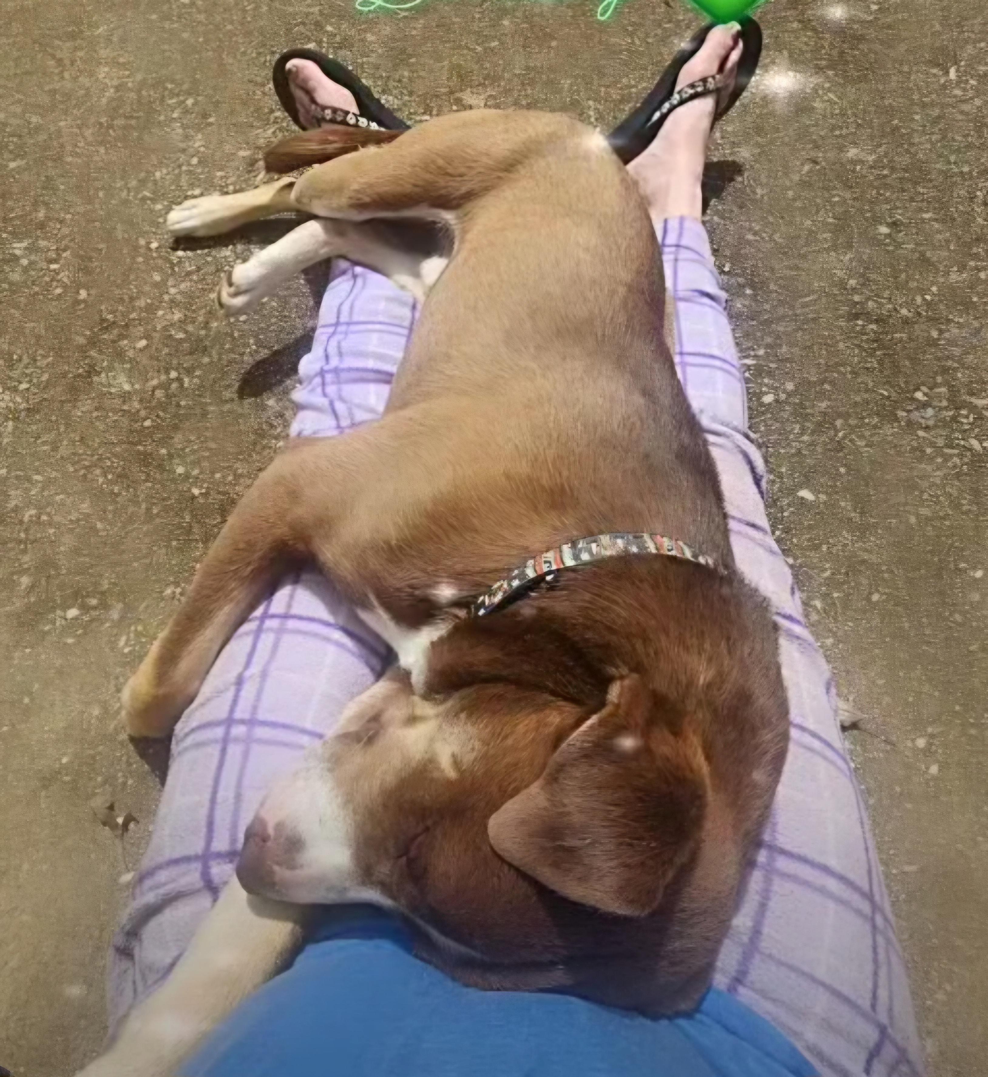 Bobby – A Survivor with a Heart of Gold!, a Adoptable mixed breed in Corinth, MS image 4/6