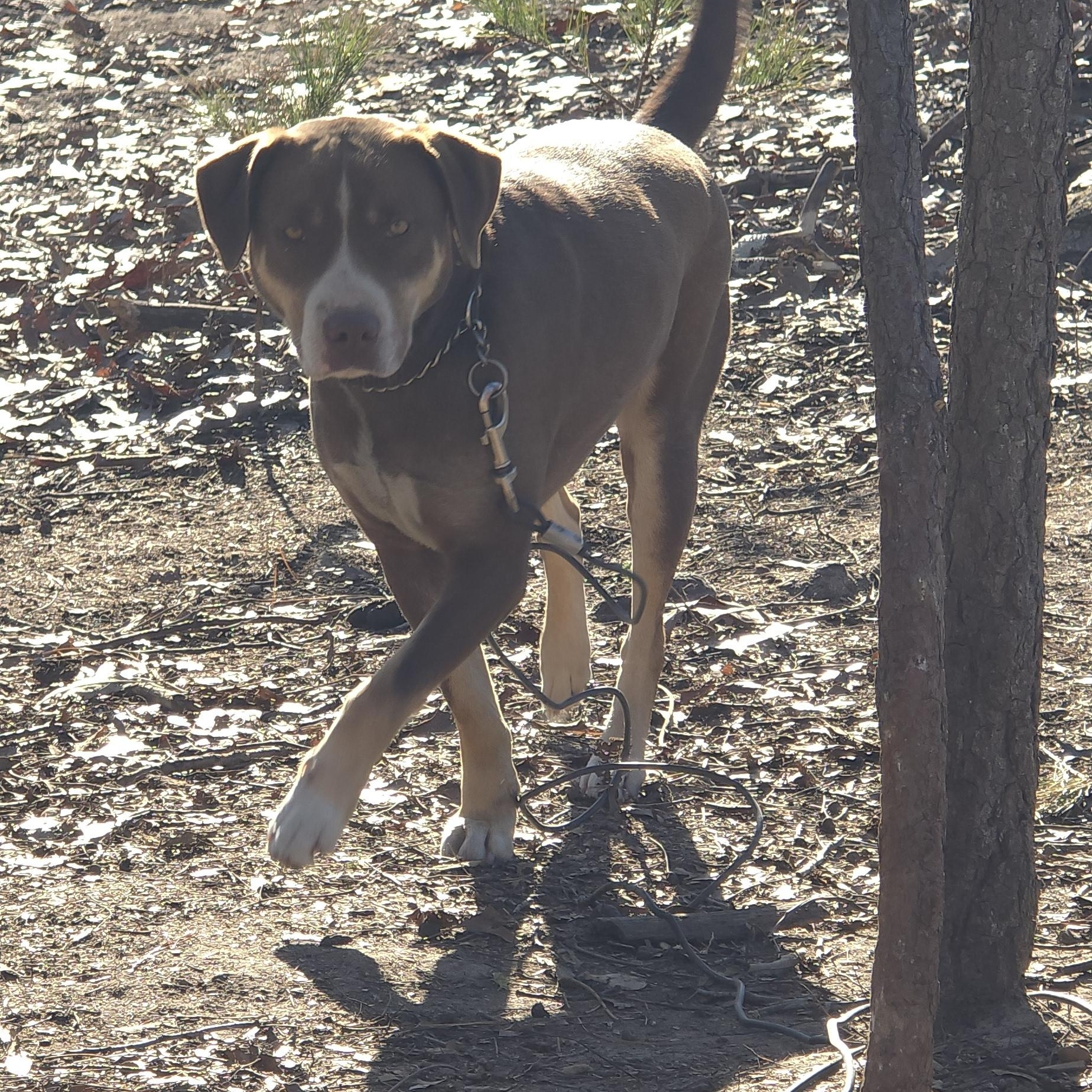 Bobby – A Survivor with a Heart of Gold!, a Adoptable mixed breed in Corinth, MS image 6/6