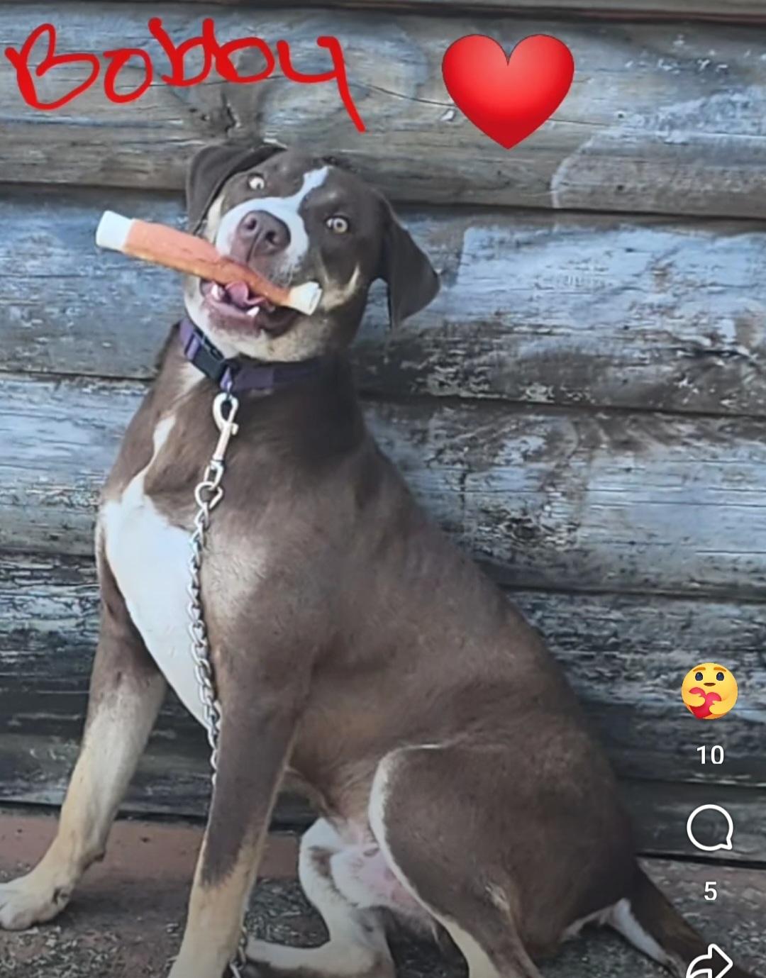 Bobby – A Survivor with a Heart of Gold!, a Adoptable mixed breed in Corinth, MS image 5/6