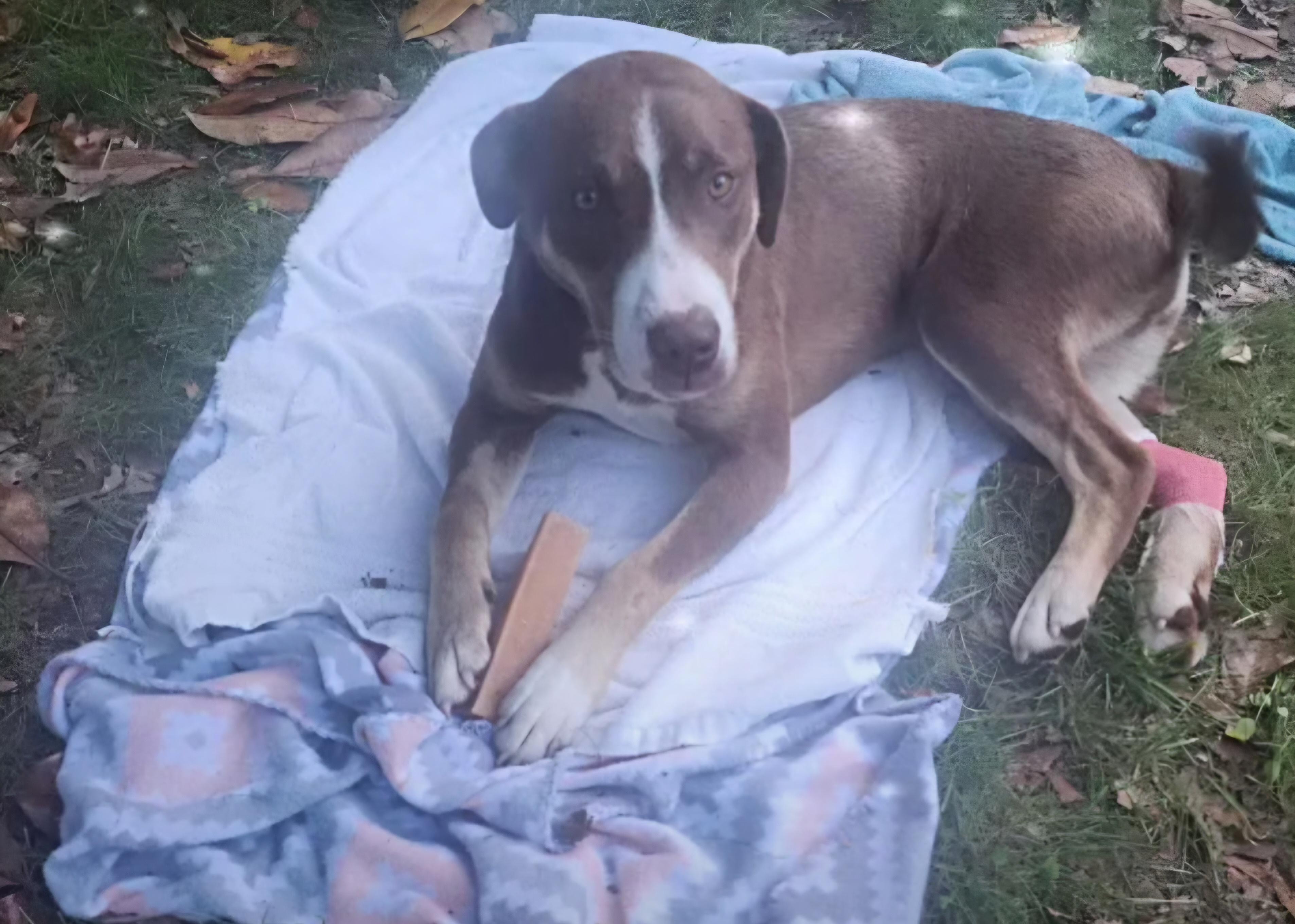 Bobby – A Survivor with a Heart of Gold!, a Adoptable mixed breed in Corinth, MS image 3/6