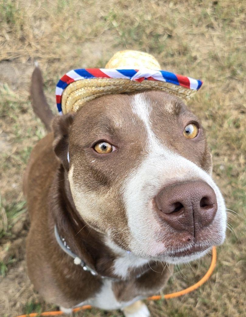 Bobby – A Survivor with a Heart of Gold!, a Adoptable mixed breed in Corinth, MS image 1/6