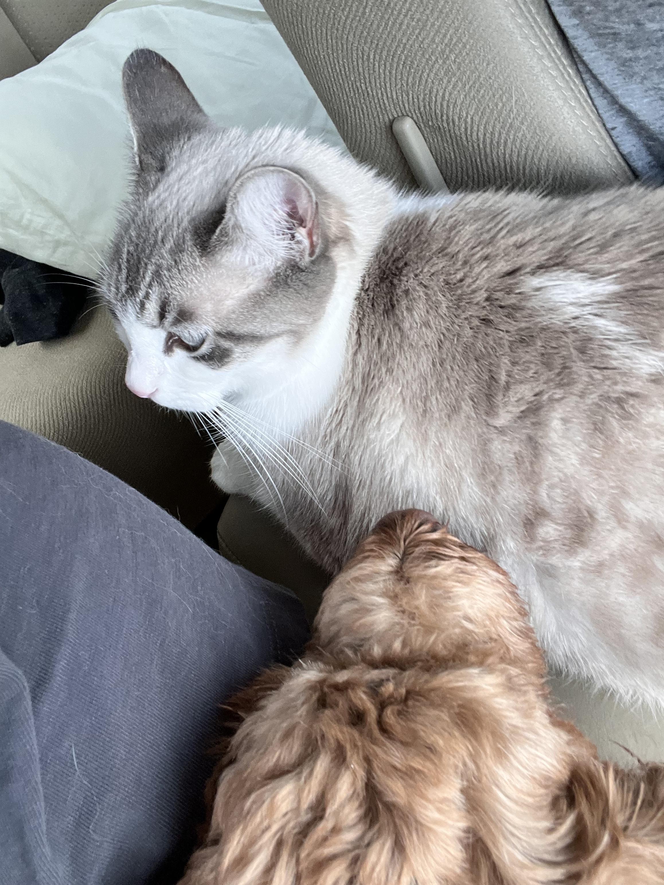 Enlarge Ellie (See video!) so loving!, a ADOPTABLE Domestic Short Hair in St. Augustine, FL image 4/5