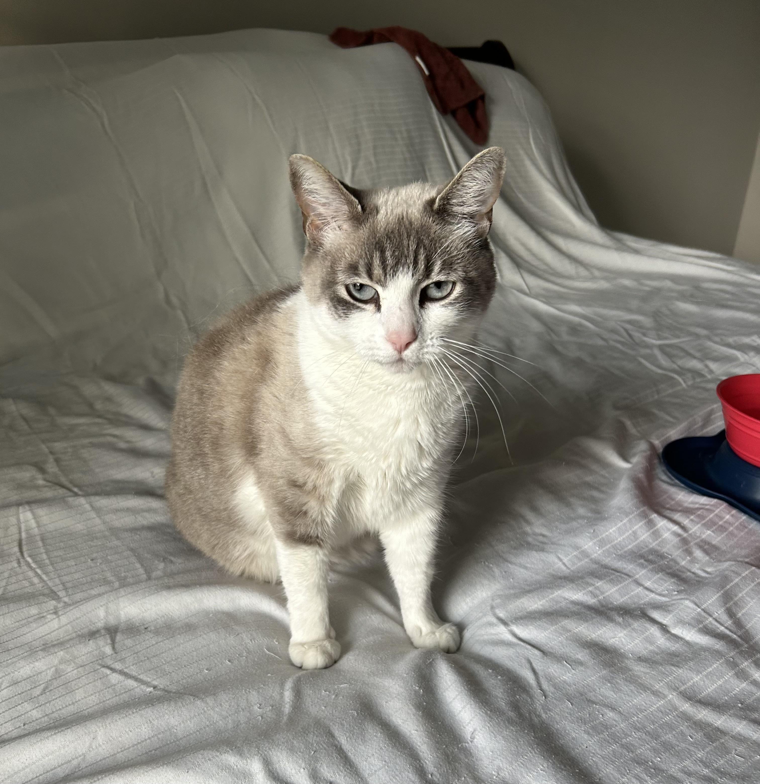 Enlarge Ellie (See video!) so loving!, a ADOPTABLE Domestic Short Hair in St. Augustine, FL image 2/5