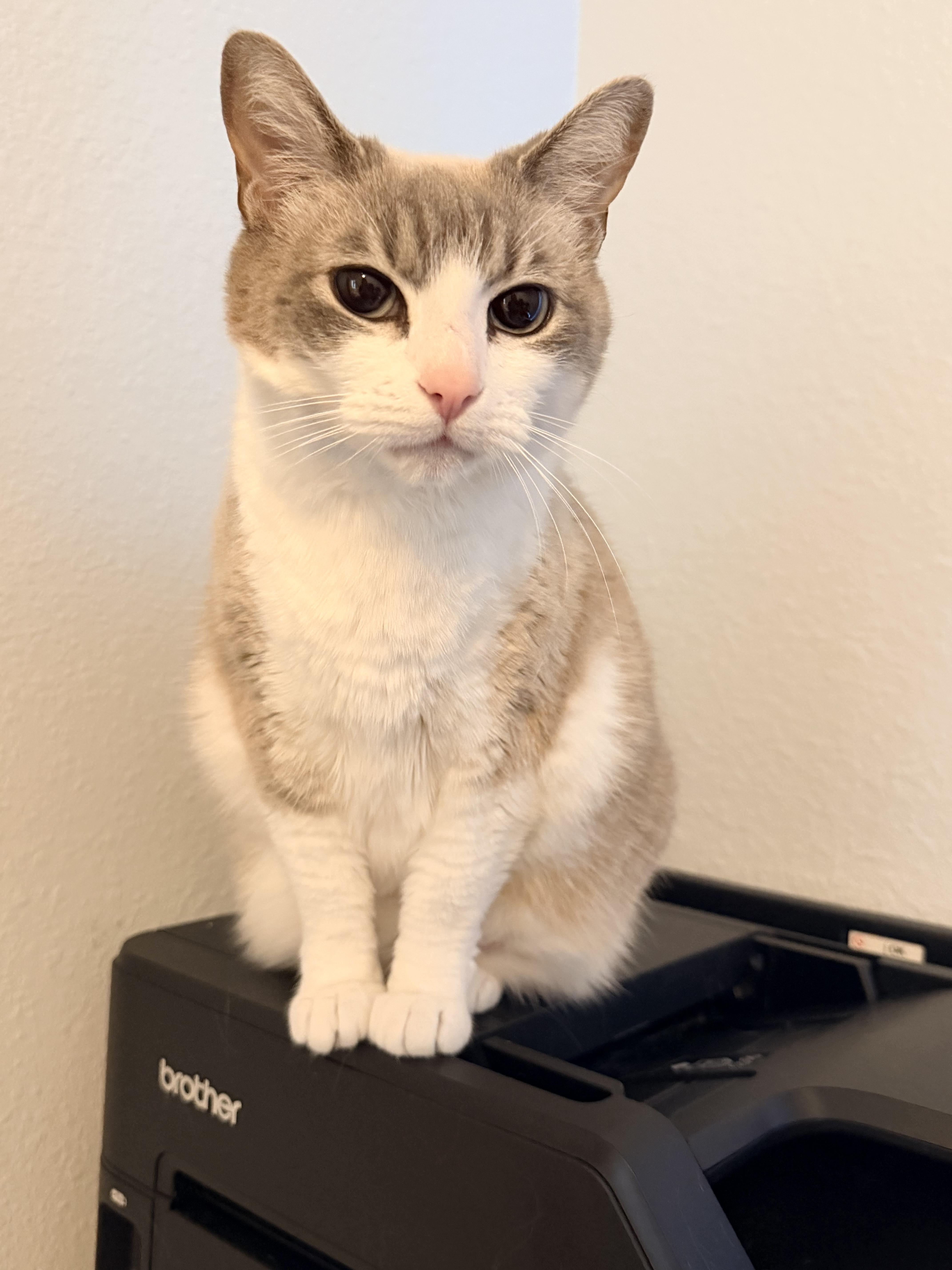 Ellie (See video!) so loving!, ADOPTABLE, Adult Female Domestic Short Hair.